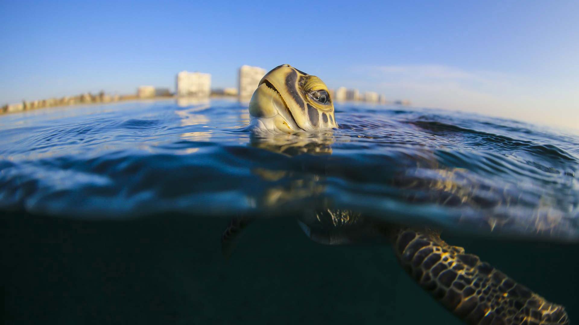 Troubled Waters: A Turtle's Tale 2019 movie scene