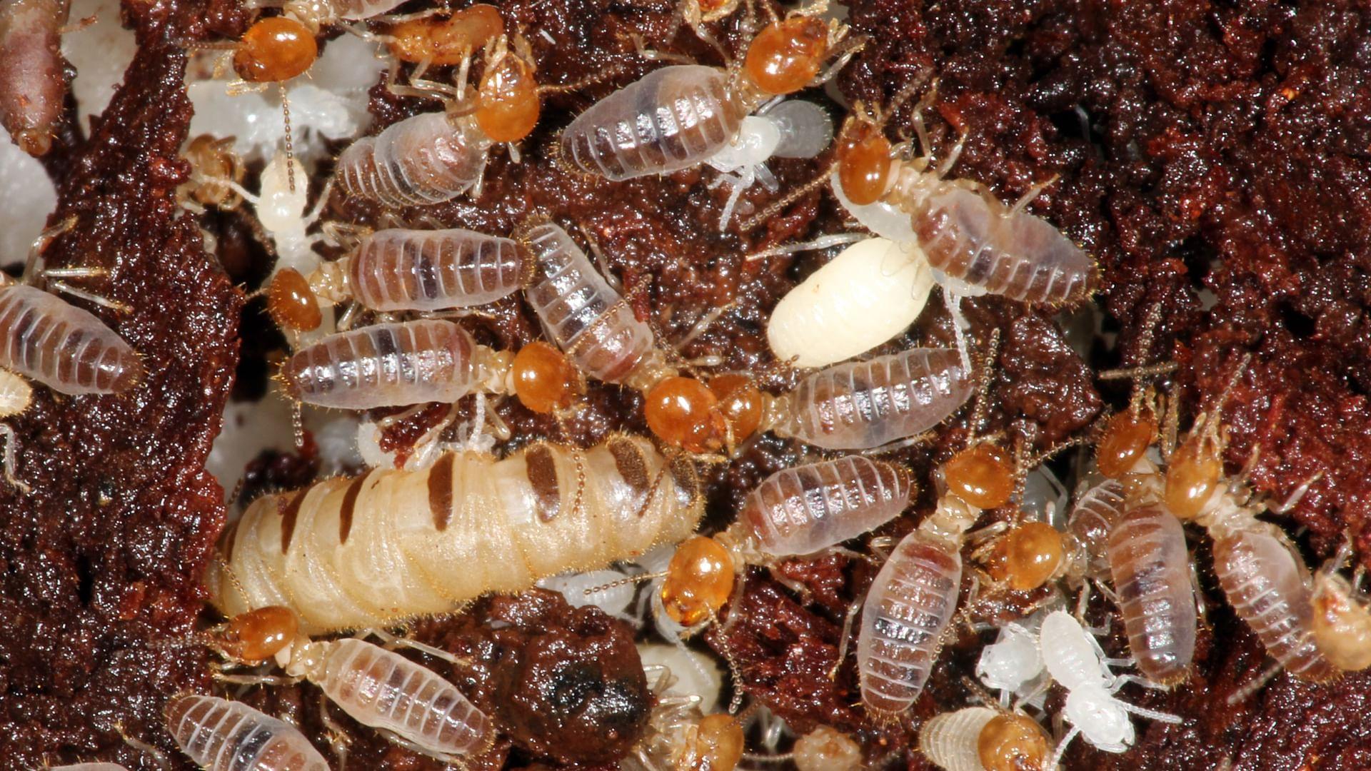 The World According to Termites 2018 movie scene