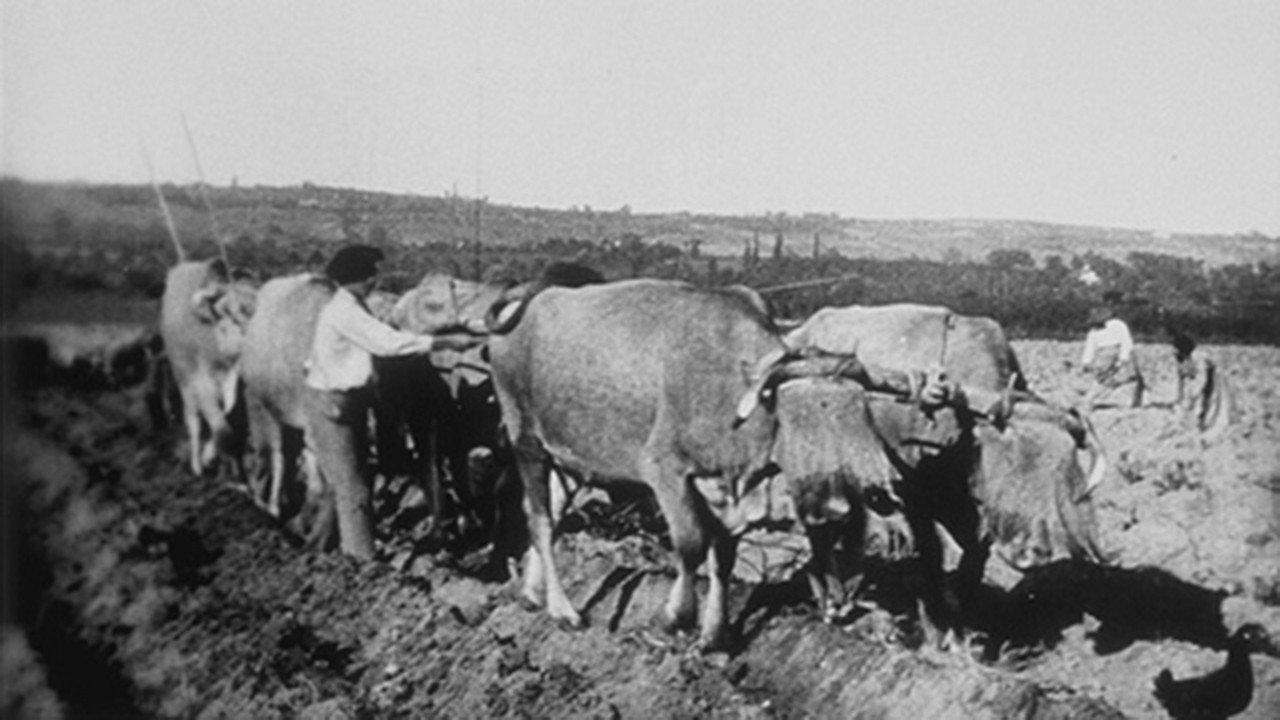 Ploughing 1896 movie scene