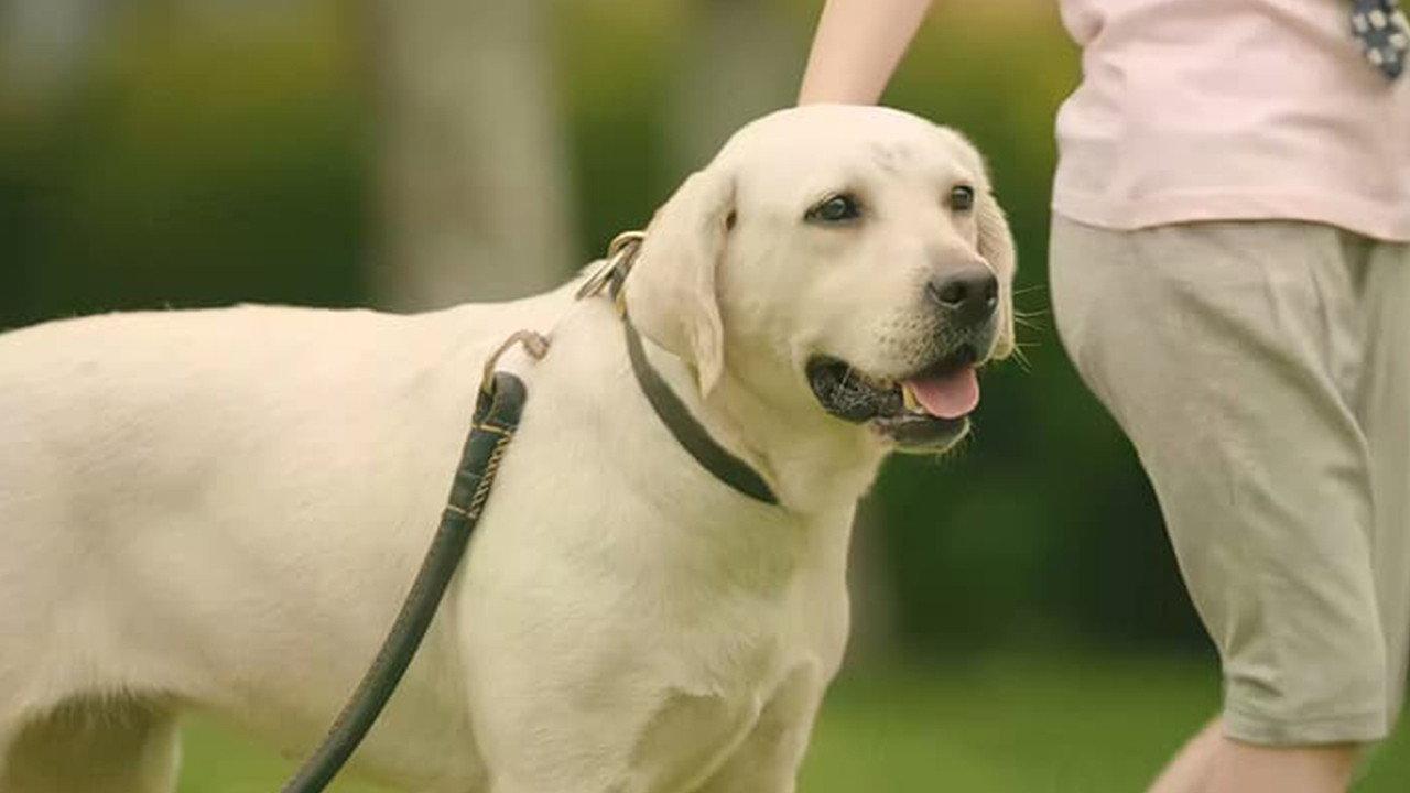 Dog Attack 2019 movie scene