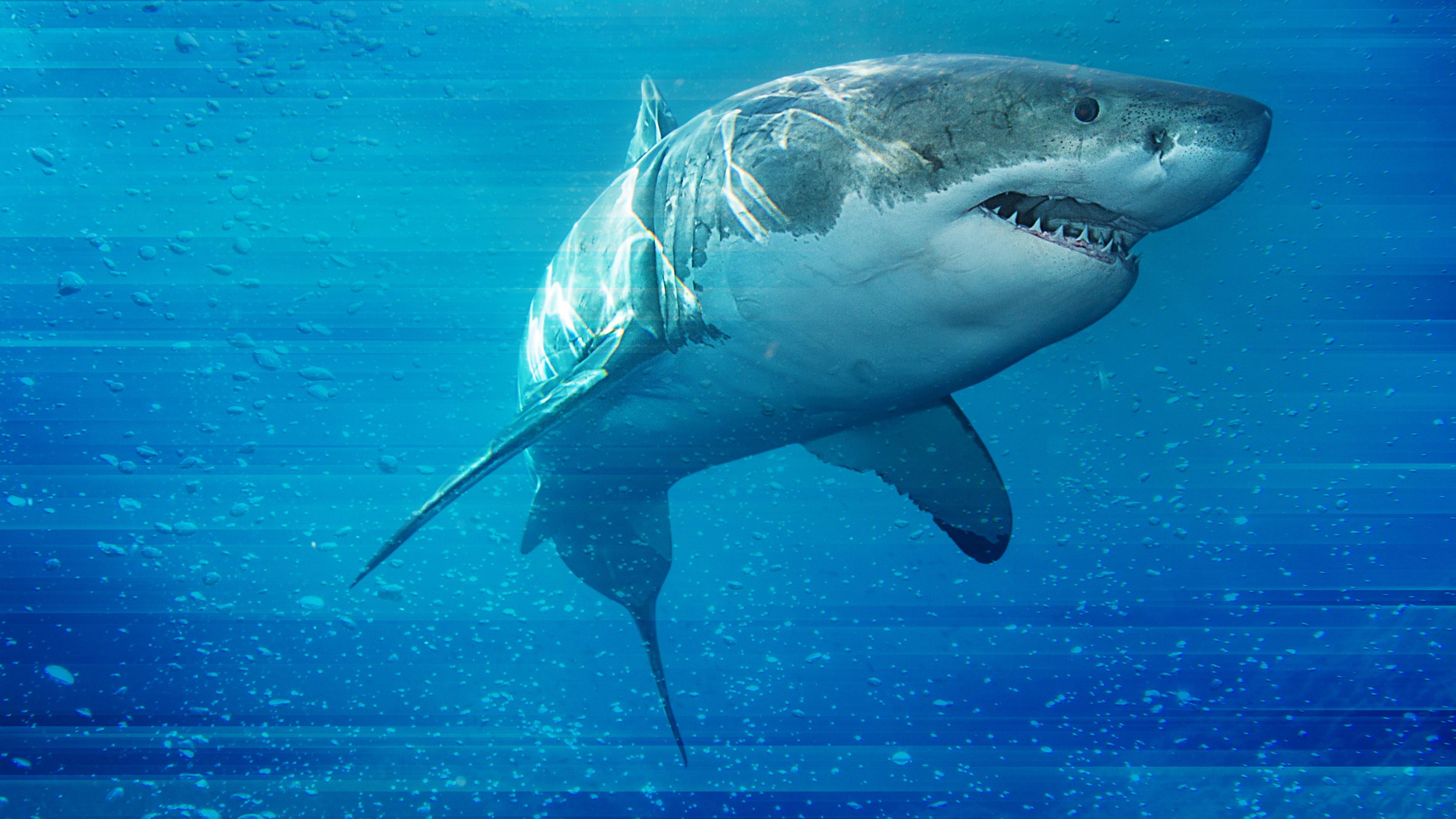 Game of Sharks 2022 movie scene