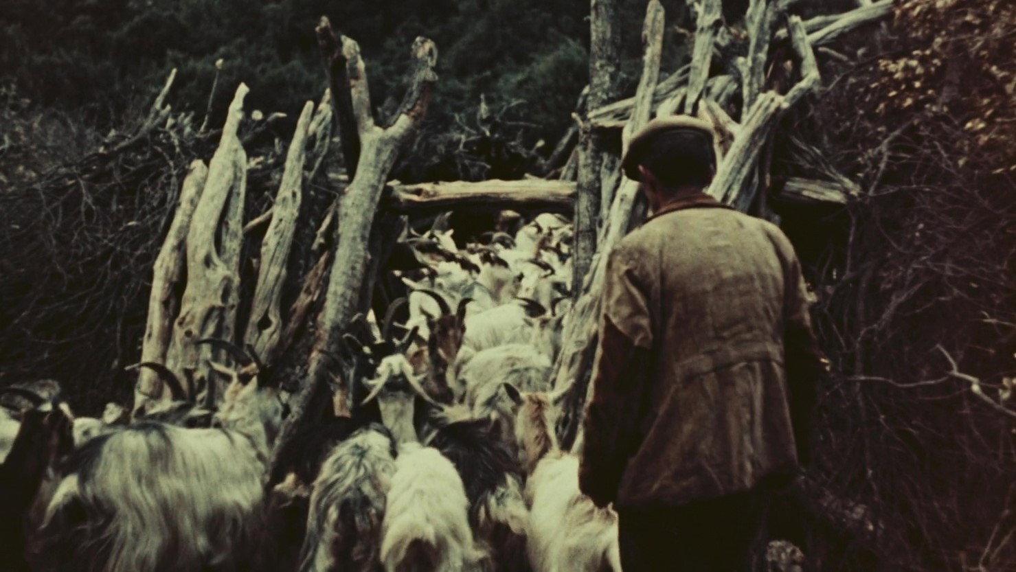 Orgosolo’s Shepherds 1958 movie scene