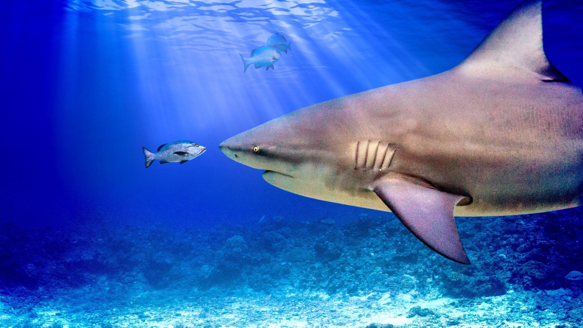 World's Biggest Bull Shark? 2021 movie scene