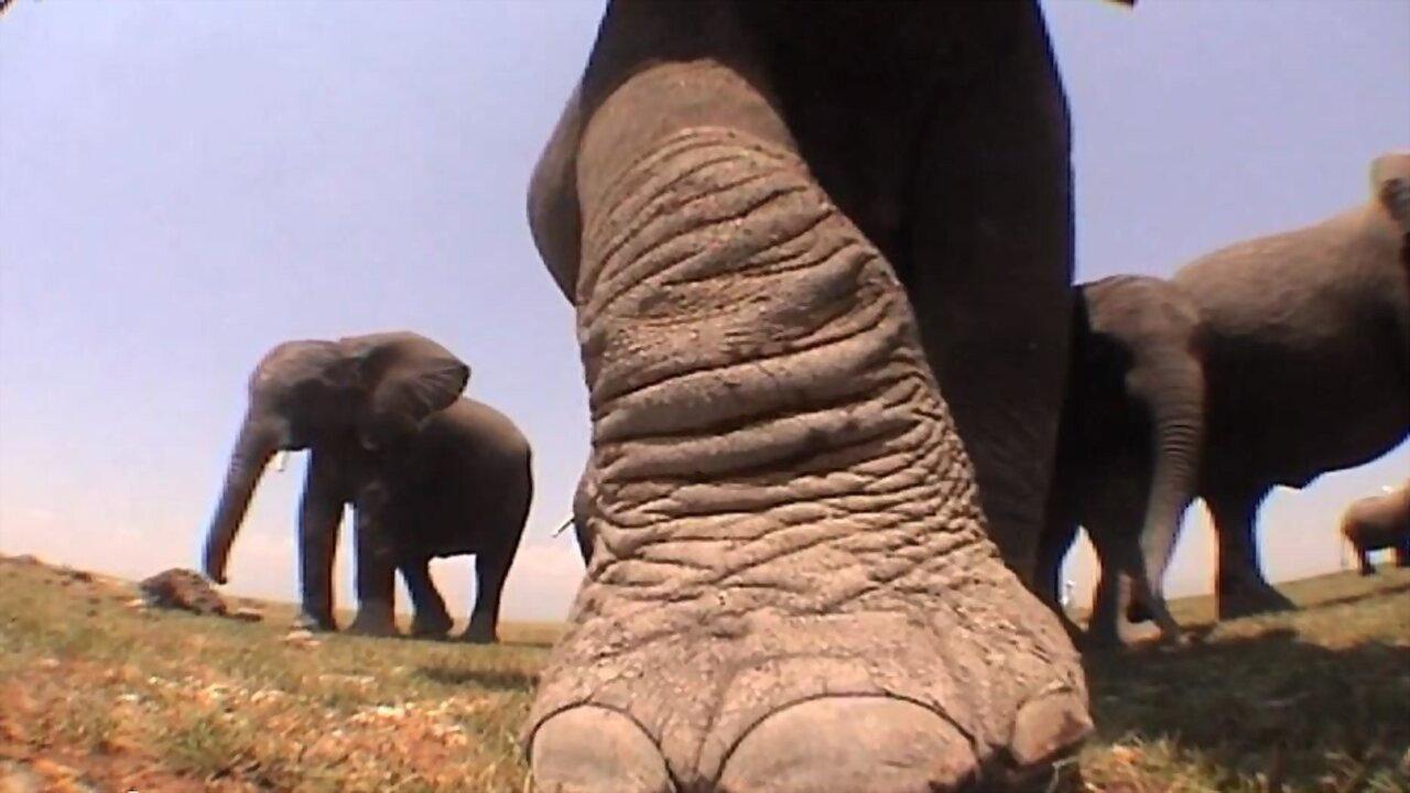 Elephants: Spy in the Herd 2003 movie scene