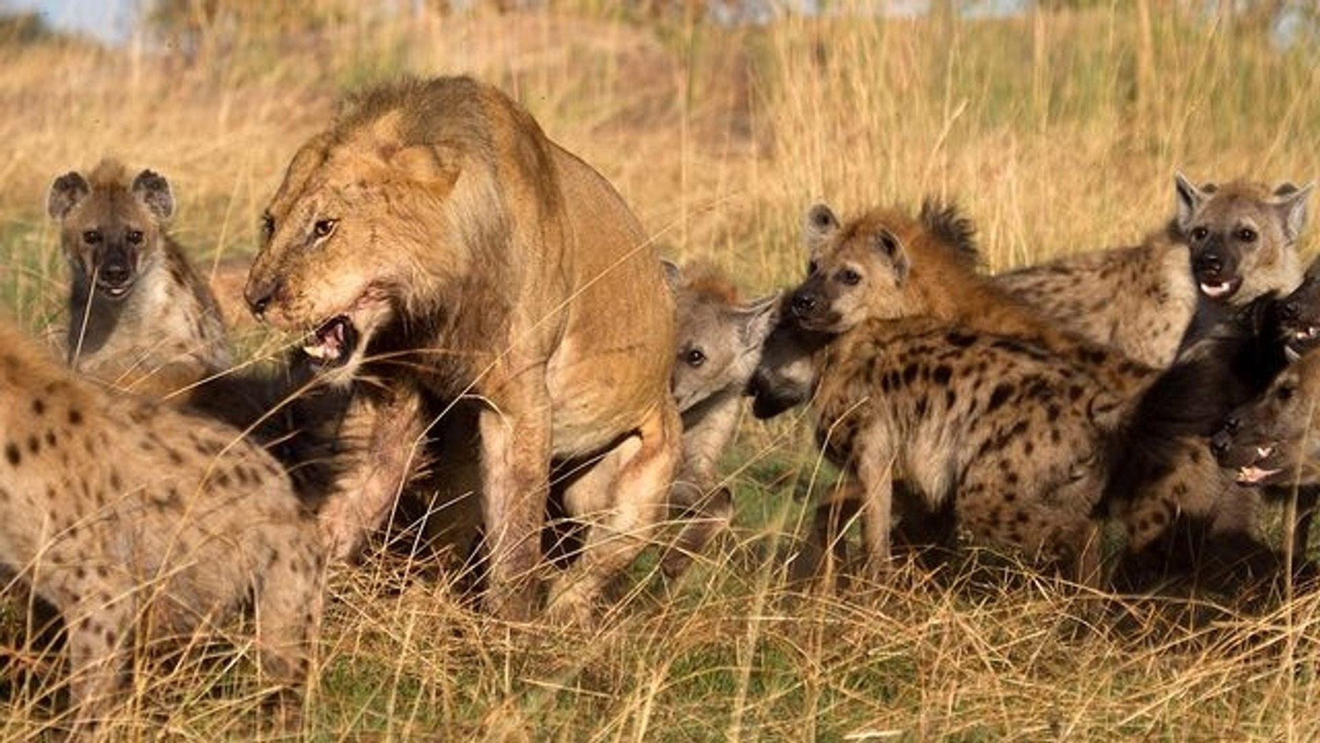 Eternal Enemies: Lions and Hyenas 1992 movie scene