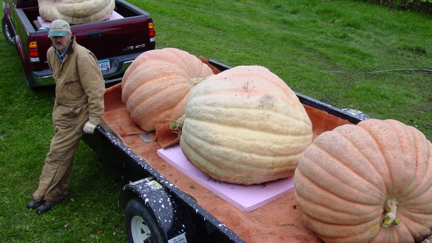 Bill's Big Pumpkins 2007 movie scene