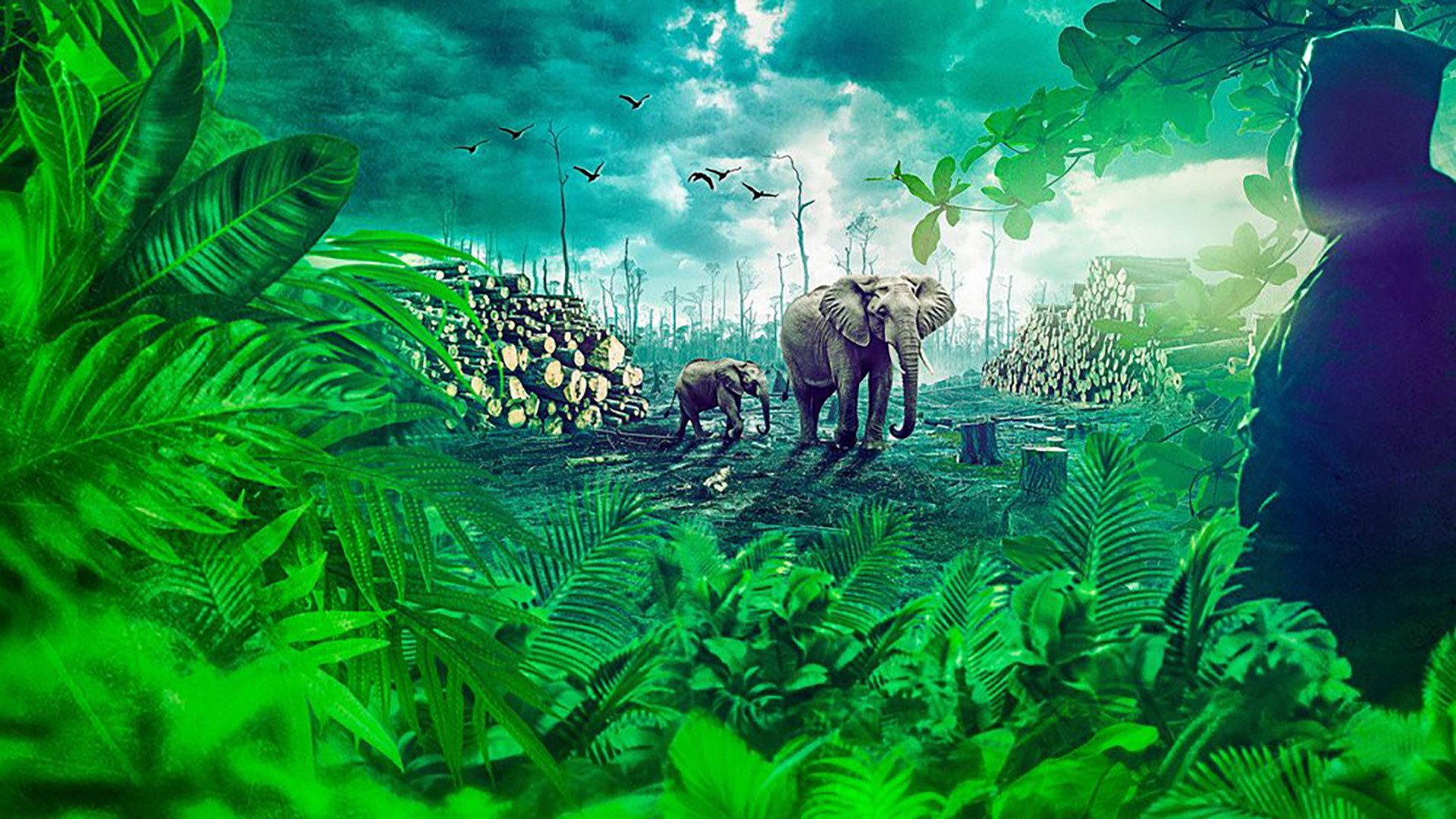 Gabon: Earth's Last Chance 2024 movie scene