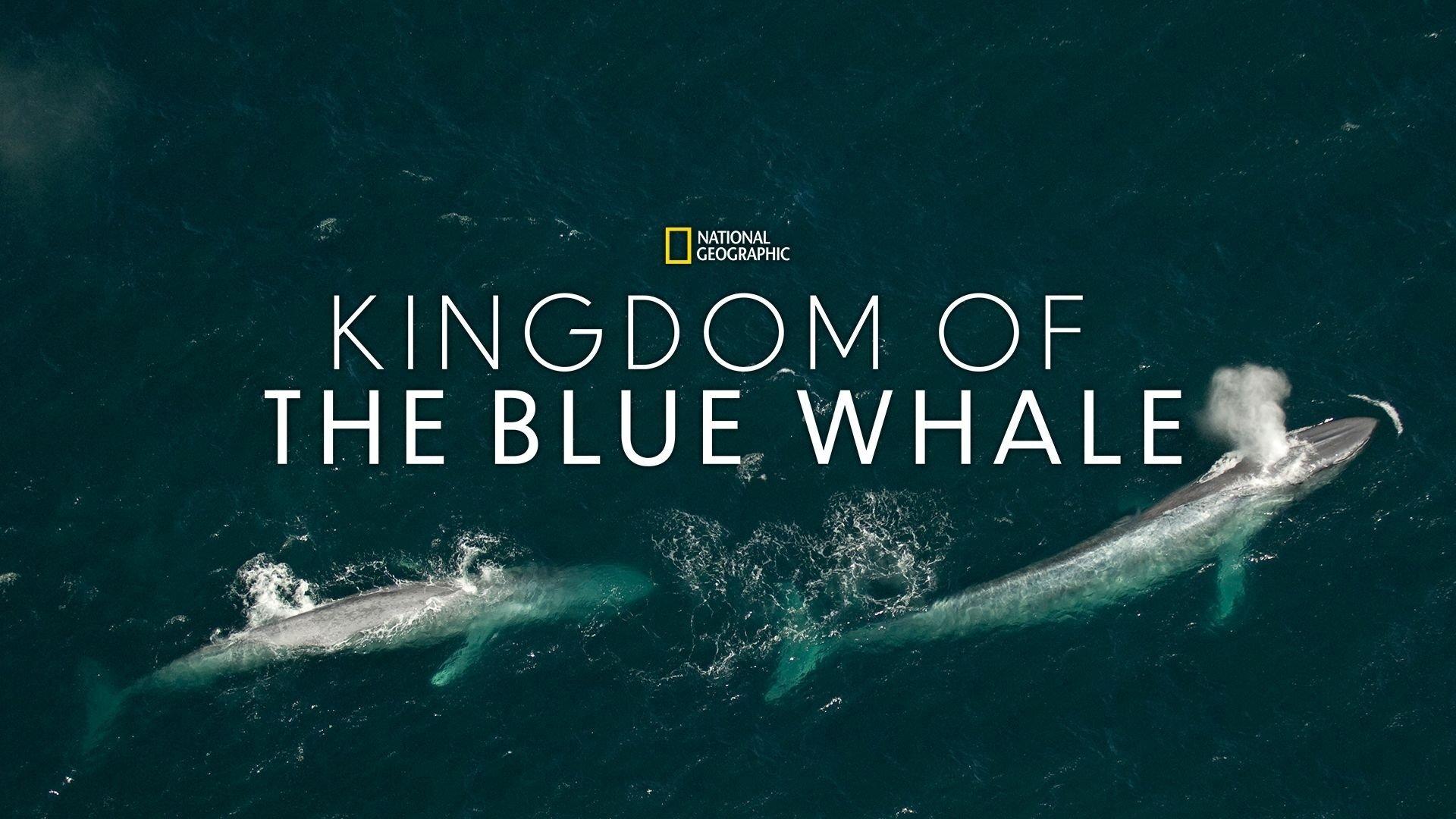 Kingdom of the Blue Whale 2009 movie scene