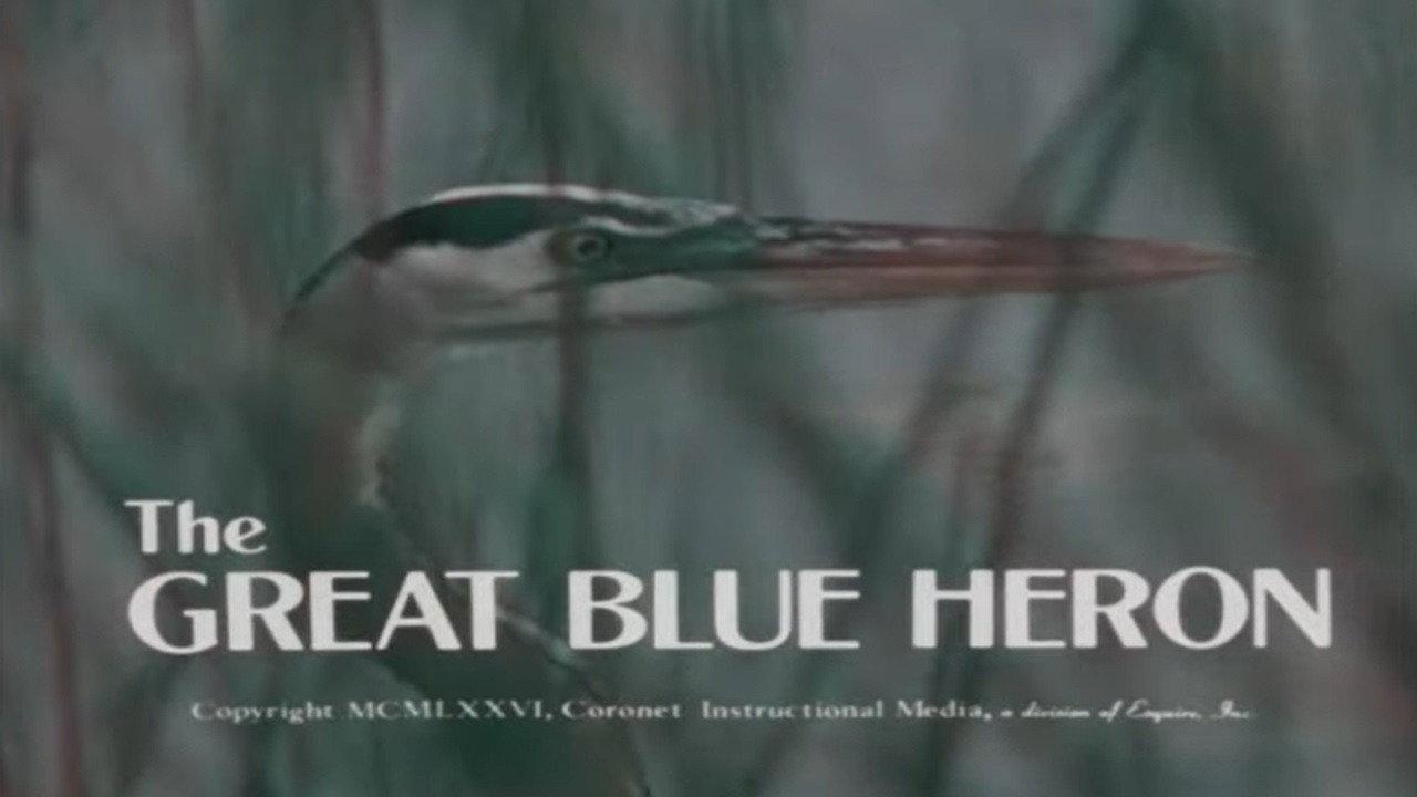 The Great Blue Heron 1976 movie scene