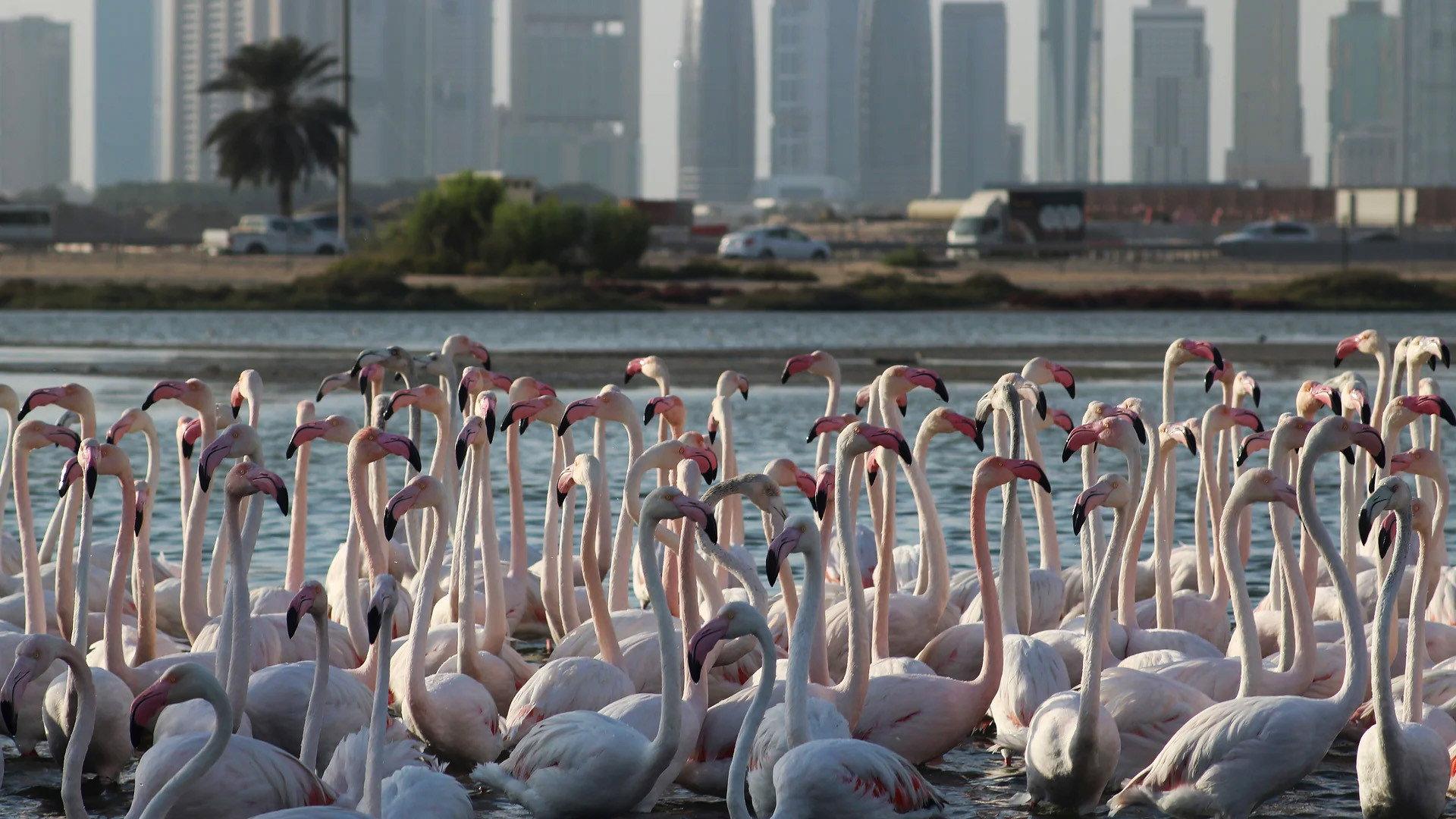 Wild Dubai  movie scene