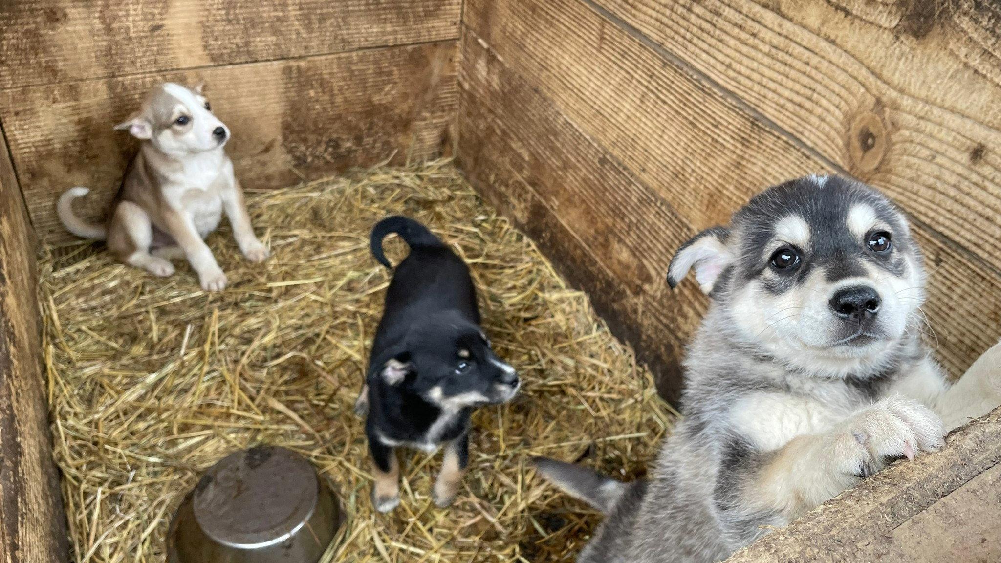 Dogs and War: What I saw in Ukraine 2025 movie scene