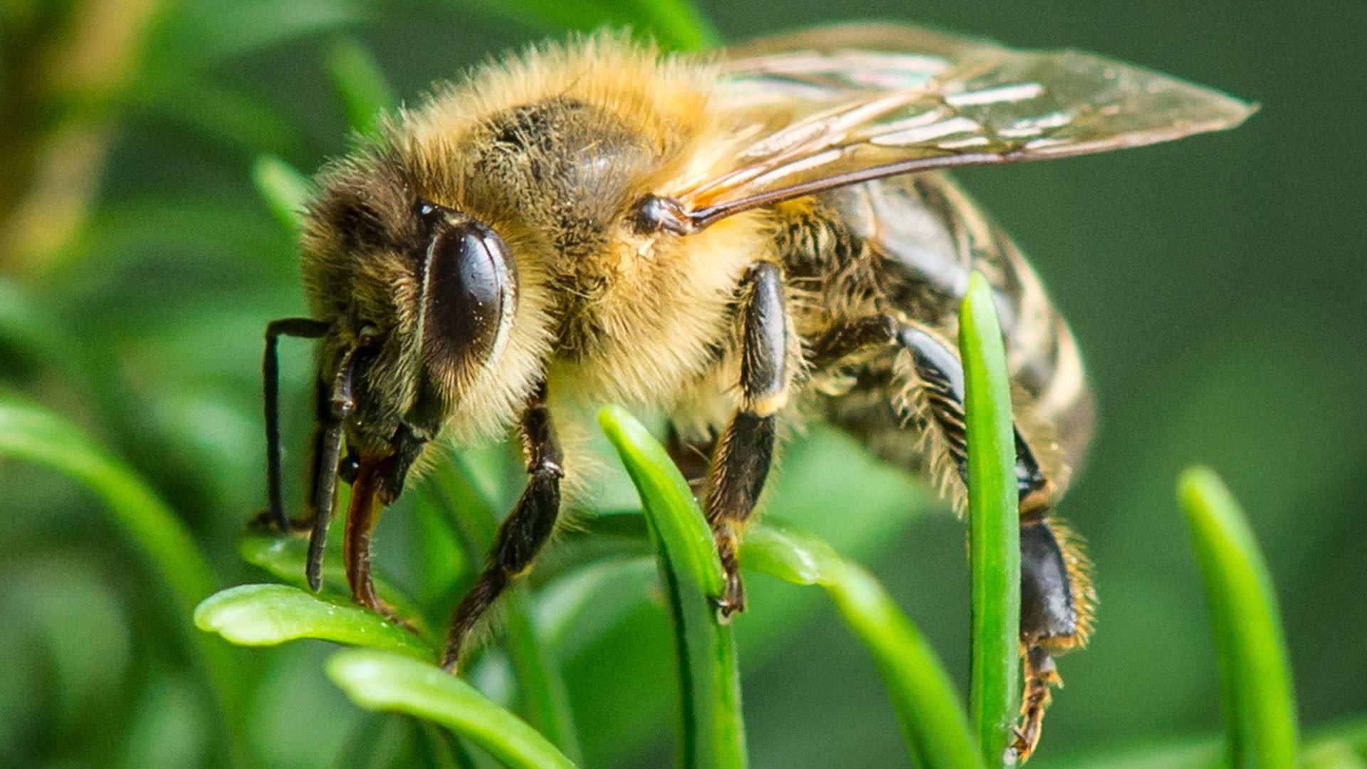 Im Wald der wilden Bienen 2022 movie scene