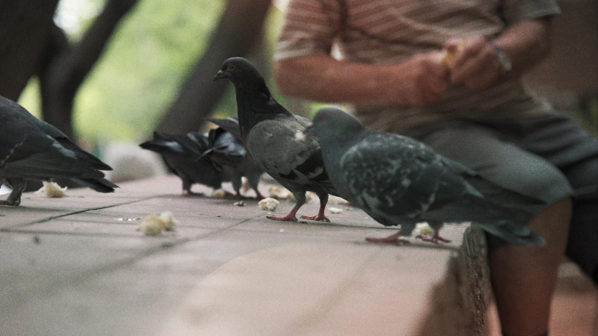 Searching for the Pigeon Man 2025 movie scene