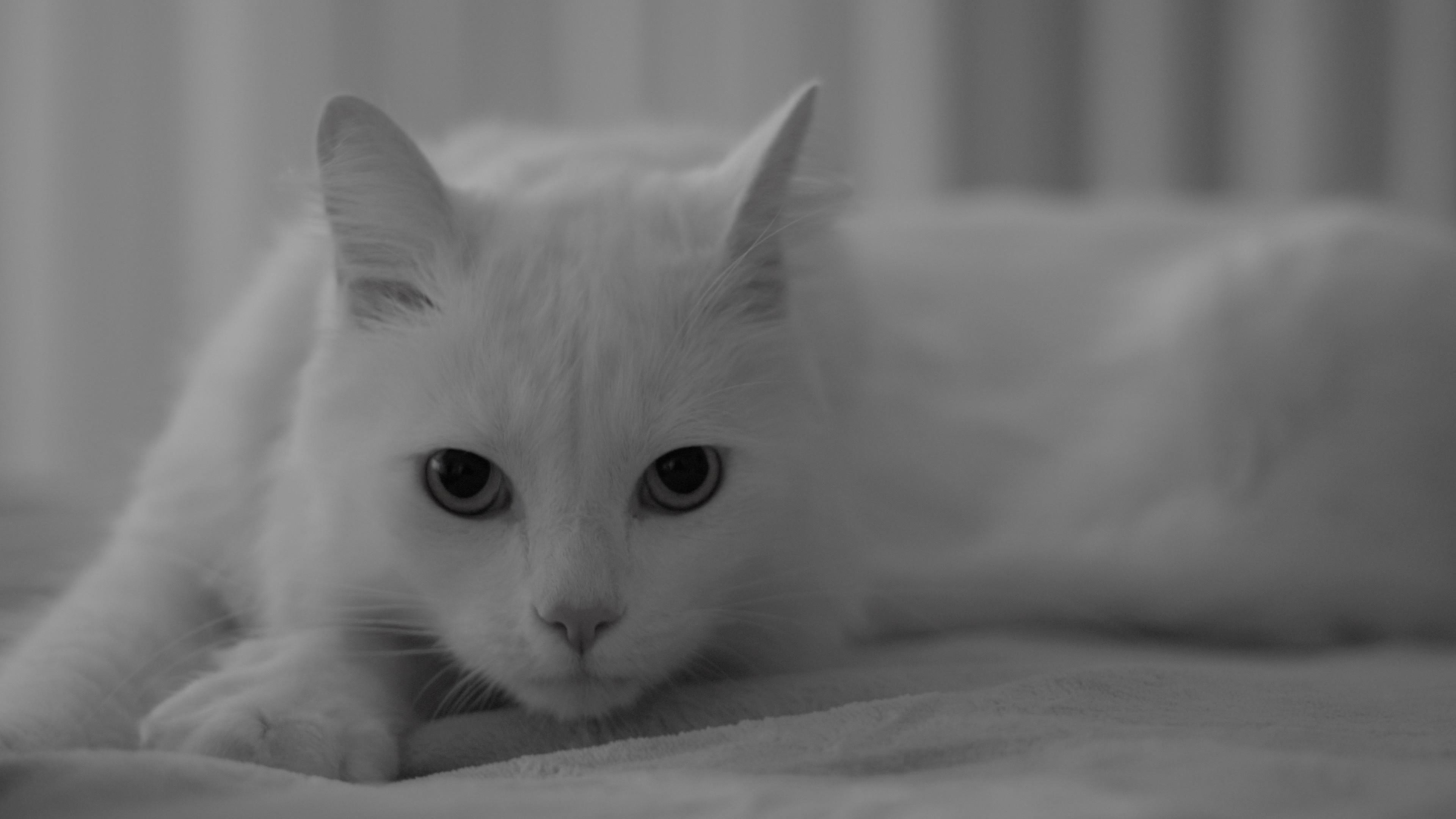 The Human, the Cat, the Beetle 2021 movie scene