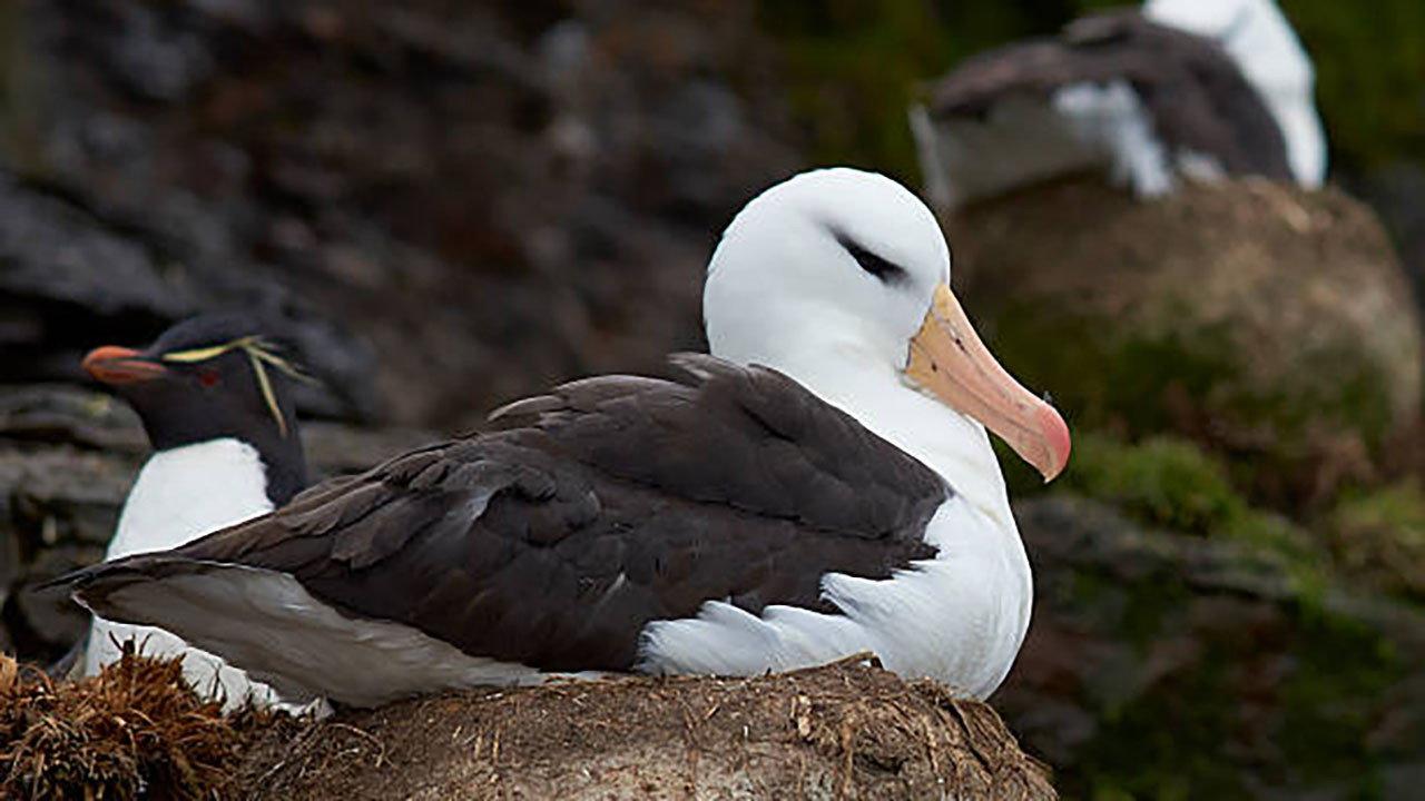 Albatros et gorfou, une fable australe 2018 movie scene