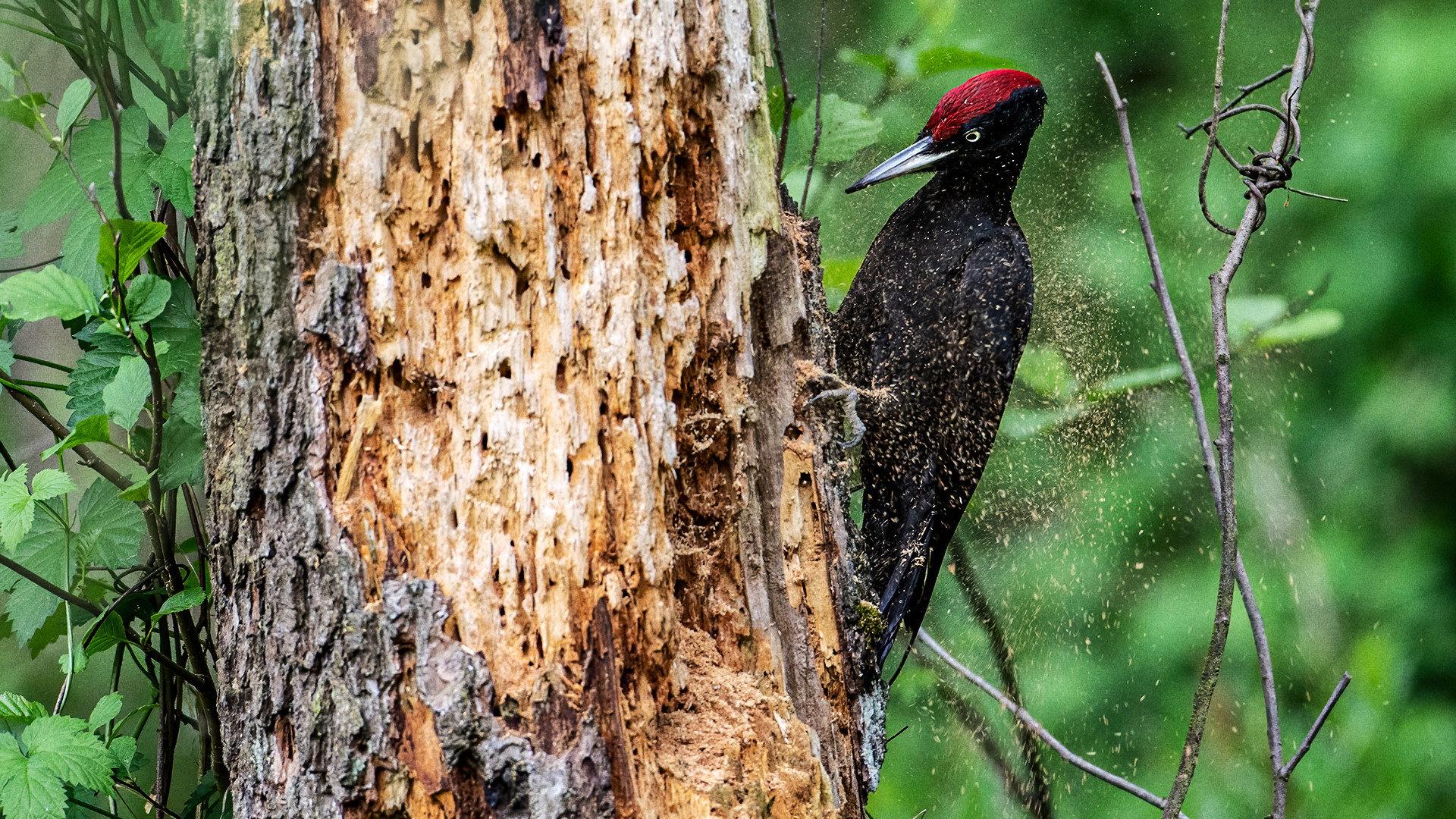 Knock knock – a Woodpeckers world 2022 movie scene