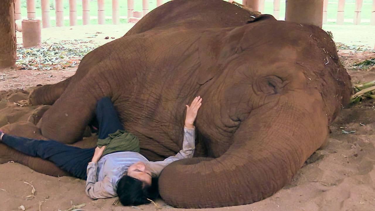 Elephant Mother 2024 movie scene