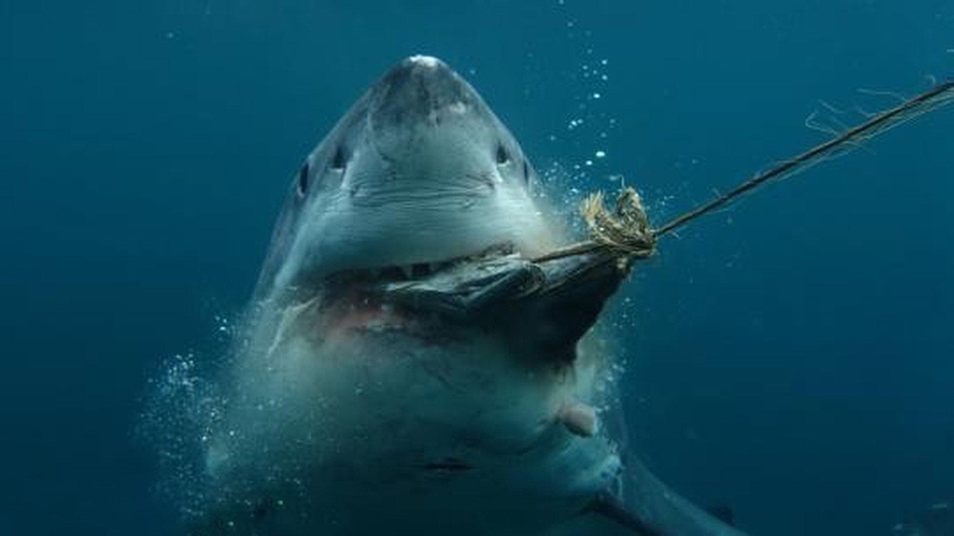 Boss Shark 2024 movie scene