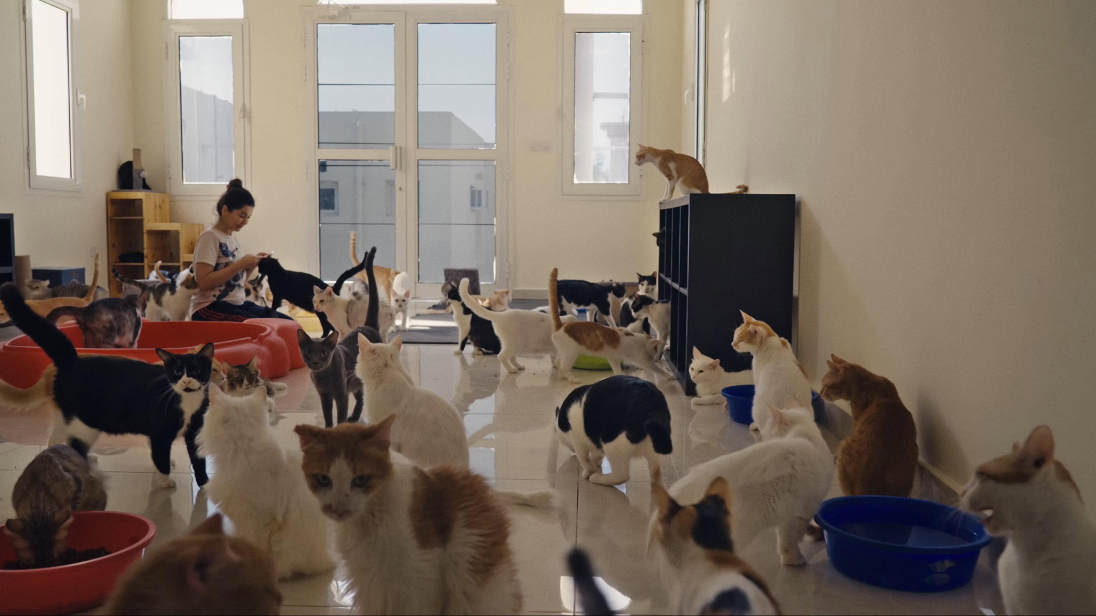25 Cats from Qatar 2026 movie scene