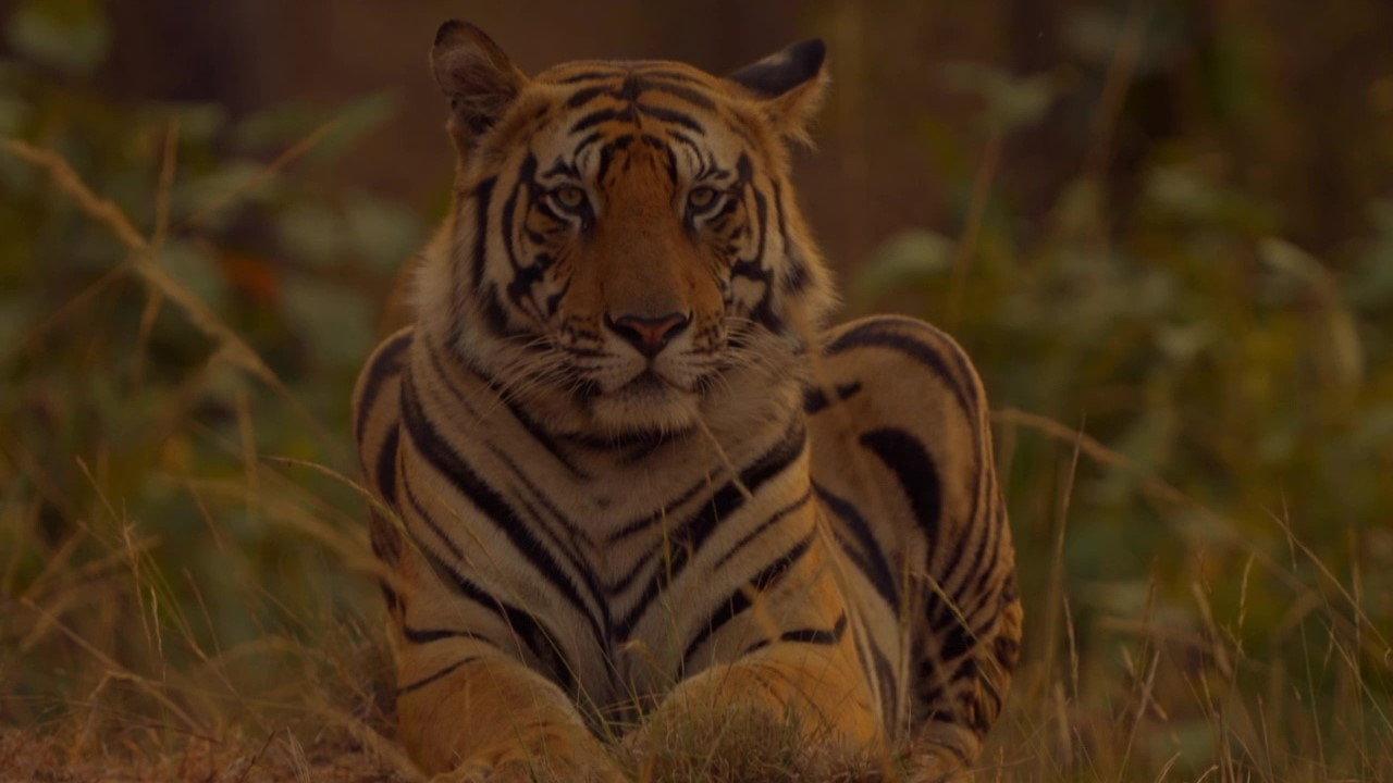 Sundarbans, le dernier royaume du tigre movie scene