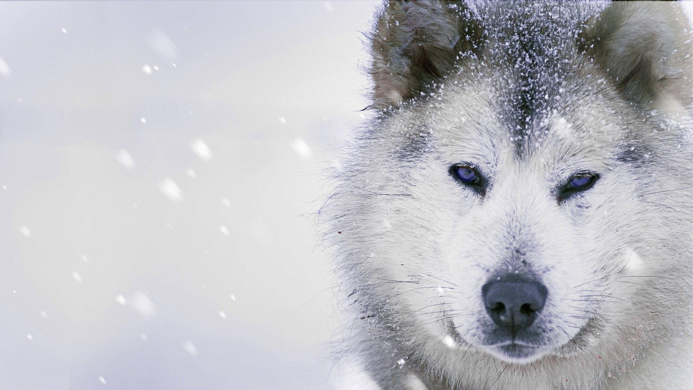 Ice Dogs: The Only Companions Worth Having 2016 movie scene