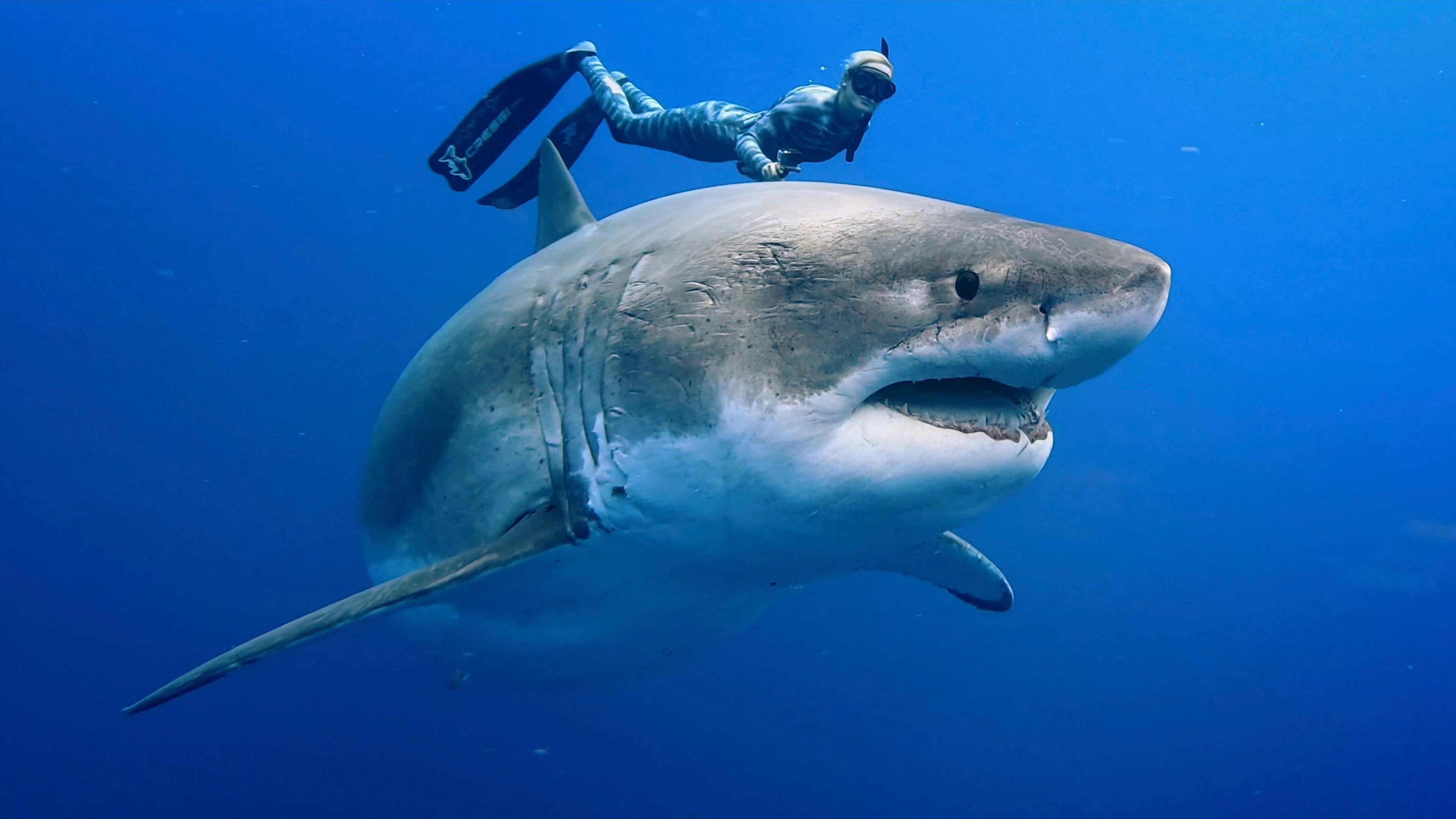 Envoy: Shark Cull 2021 movie scene