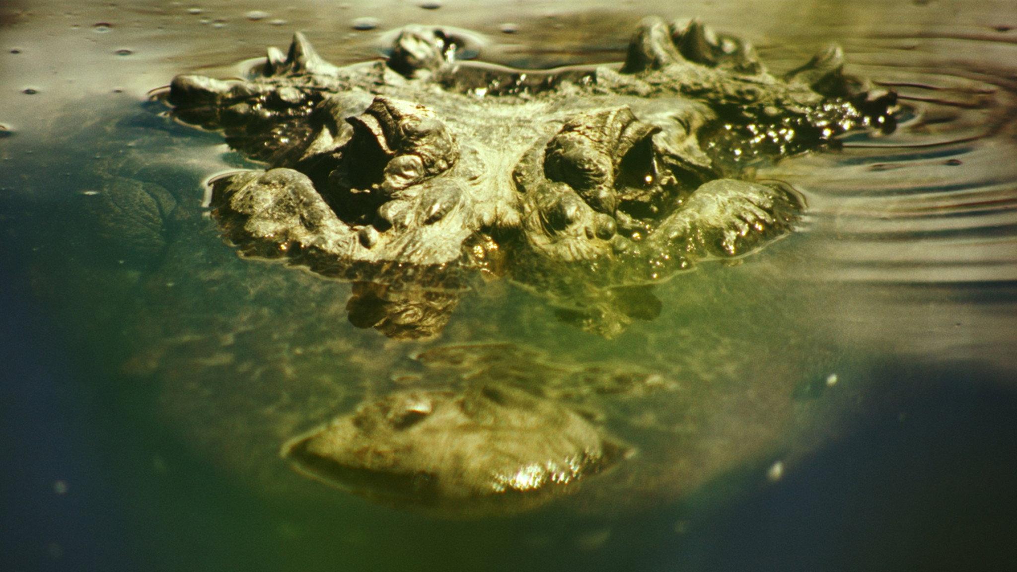 Gatorville 2026 movie scene