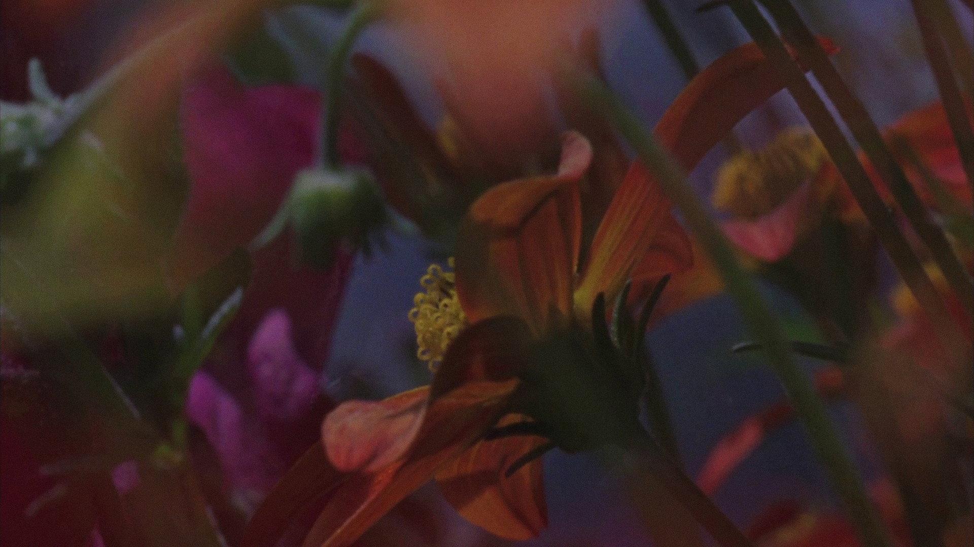 Flowerbed 2017 movie scene
