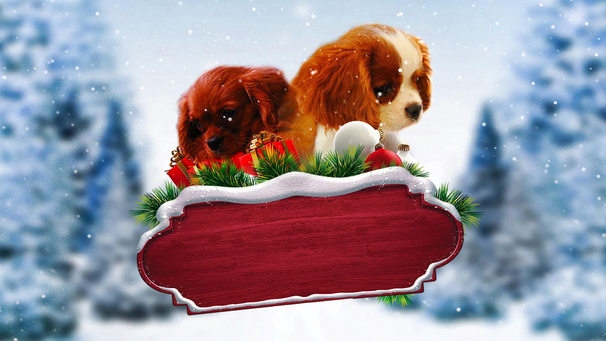 Project: Puppies for Christmas 2019 movie scene