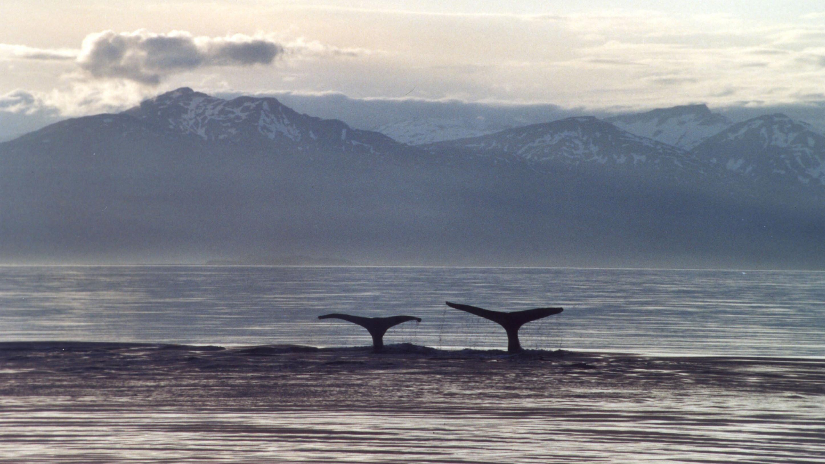 A Life Among Whales 2005 movie scene