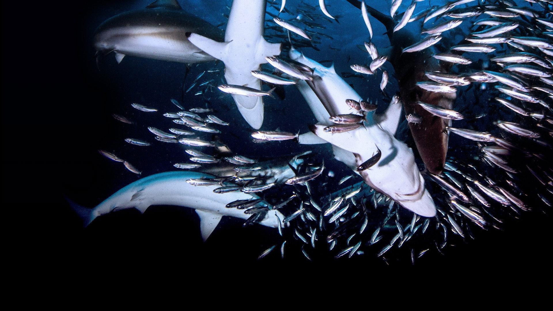 Great Shark Chow Down 2019 movie scene