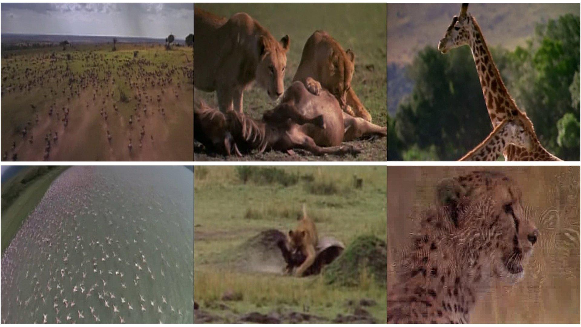 Africa: The Serengeti 1994 movie scene