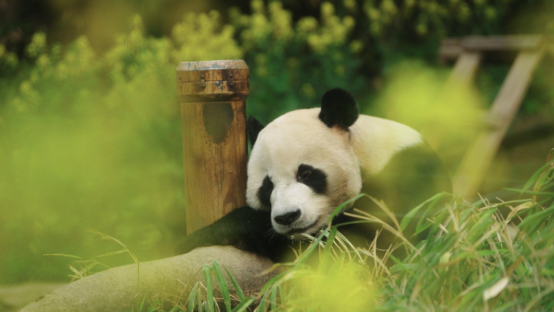 My Dearest Fu Bao 2024 movie scene