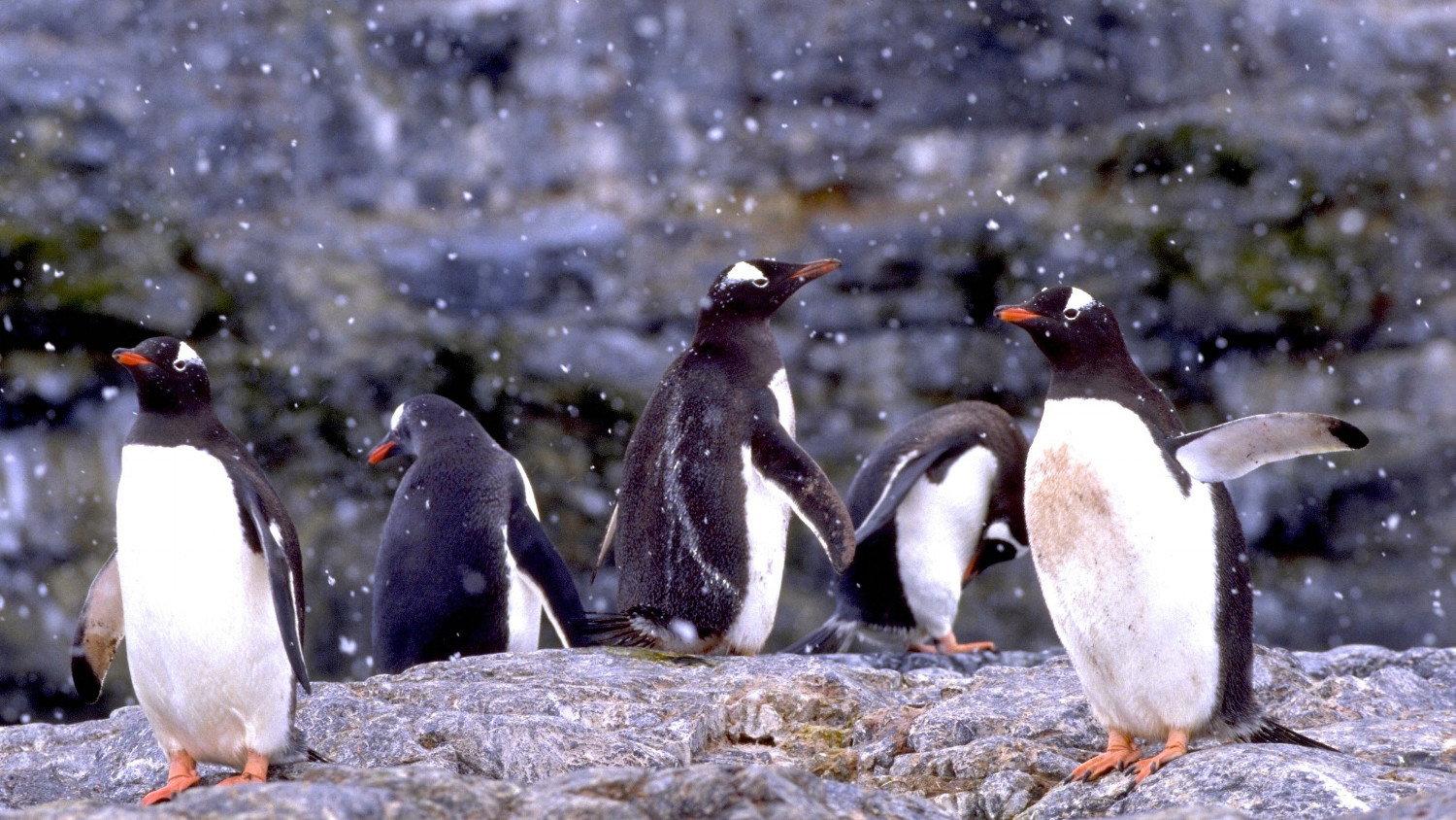 The Penguin Counters 2017 movie scene