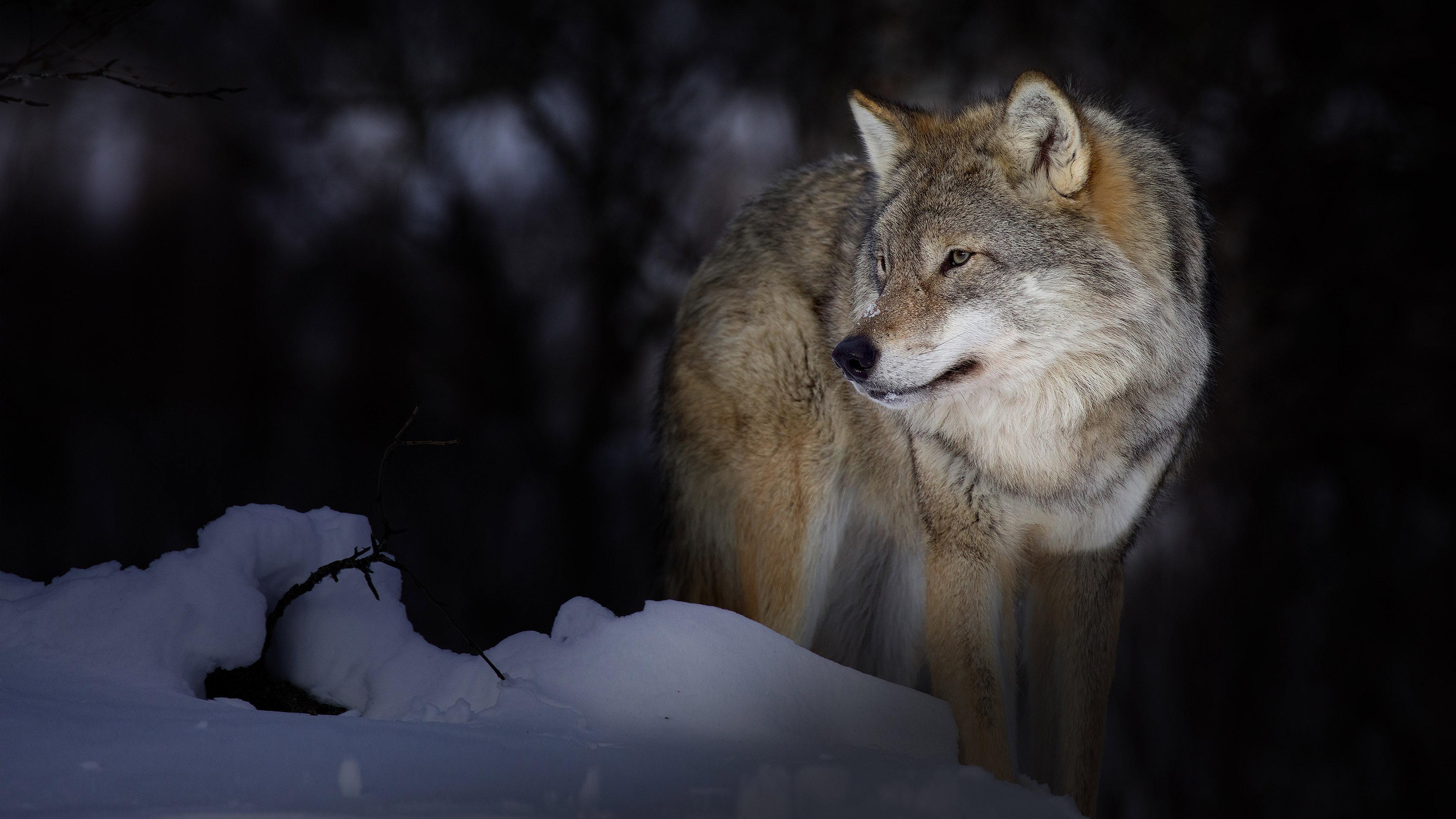 Wild Lapland 2020 movie scene