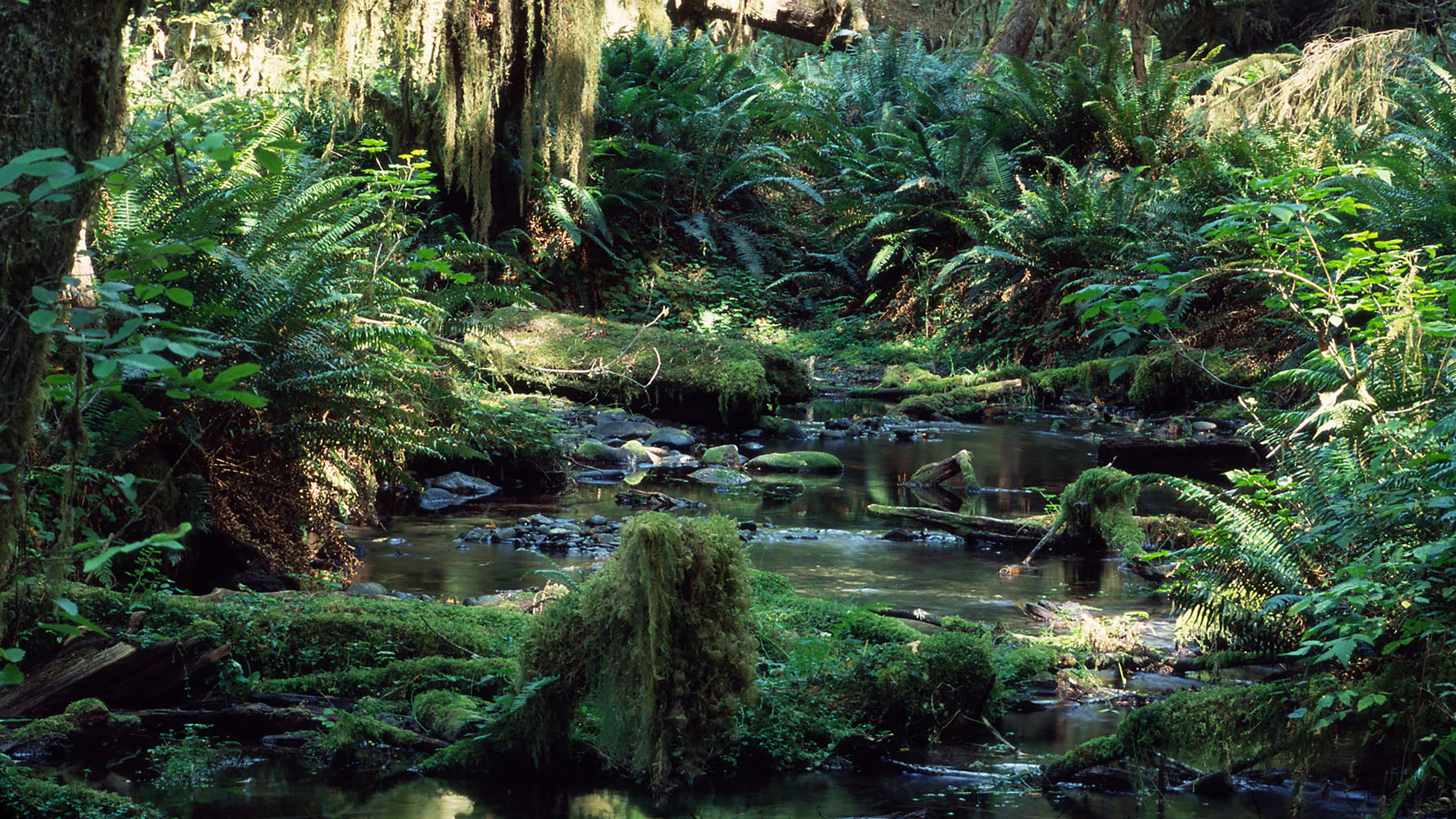 Tropical Rainforest 1992 movie scene