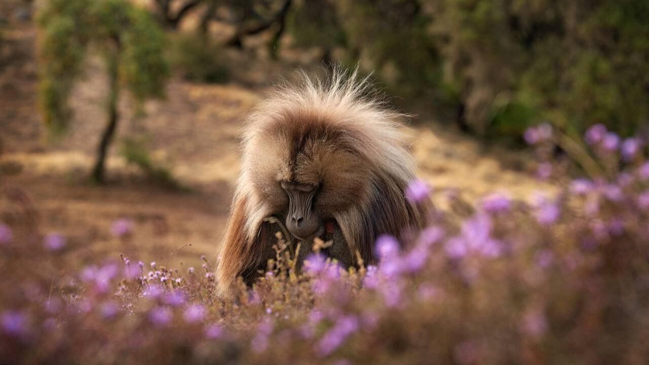 Baboon King 2017 movie scene