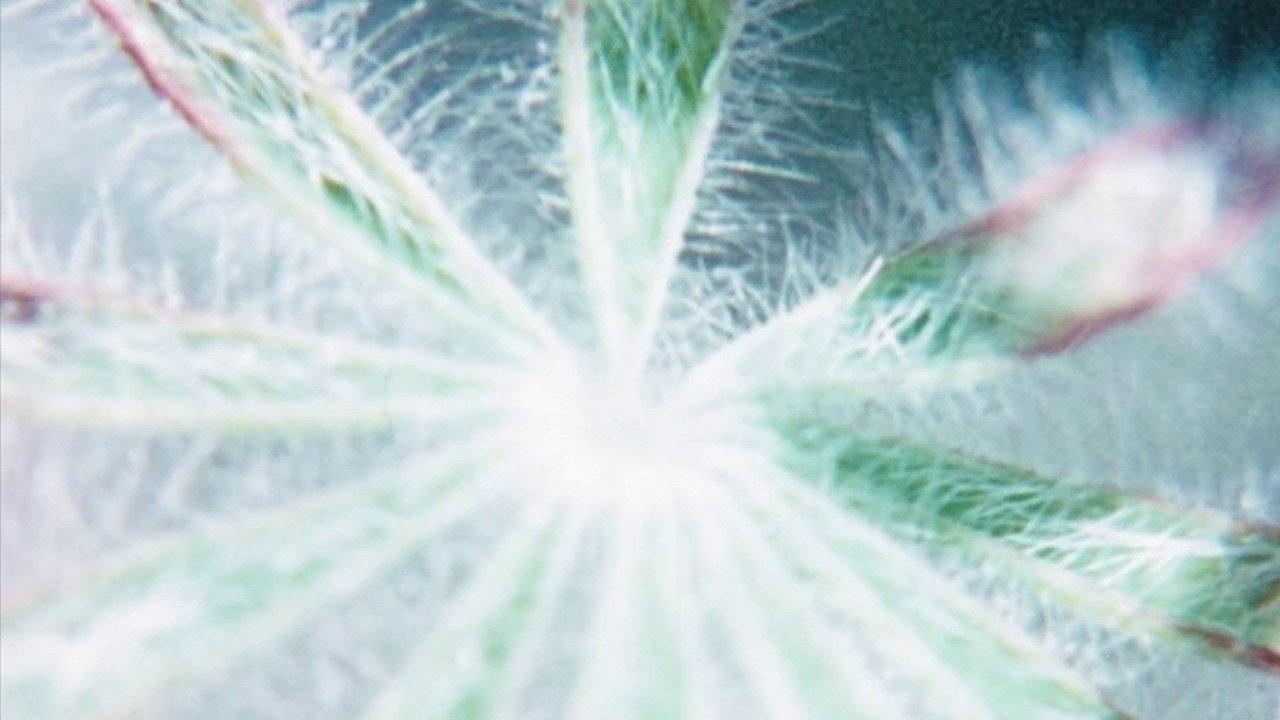 Glimpse of the Garden 1957 movie scene