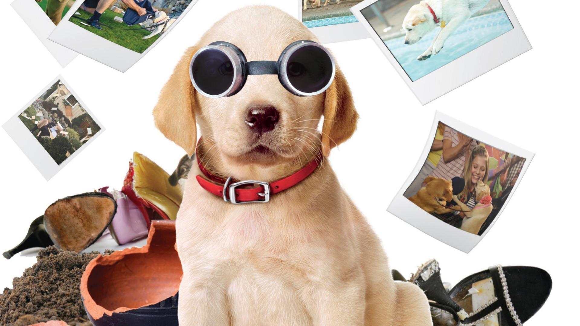 Marley & Me: The Puppy Years 2011 movie scene