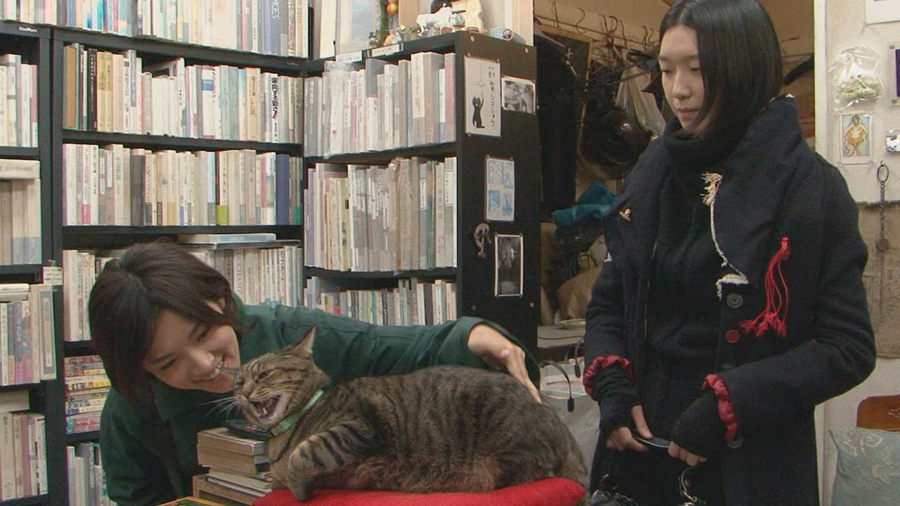 I’m a Cat Stalker 2009 movie scene