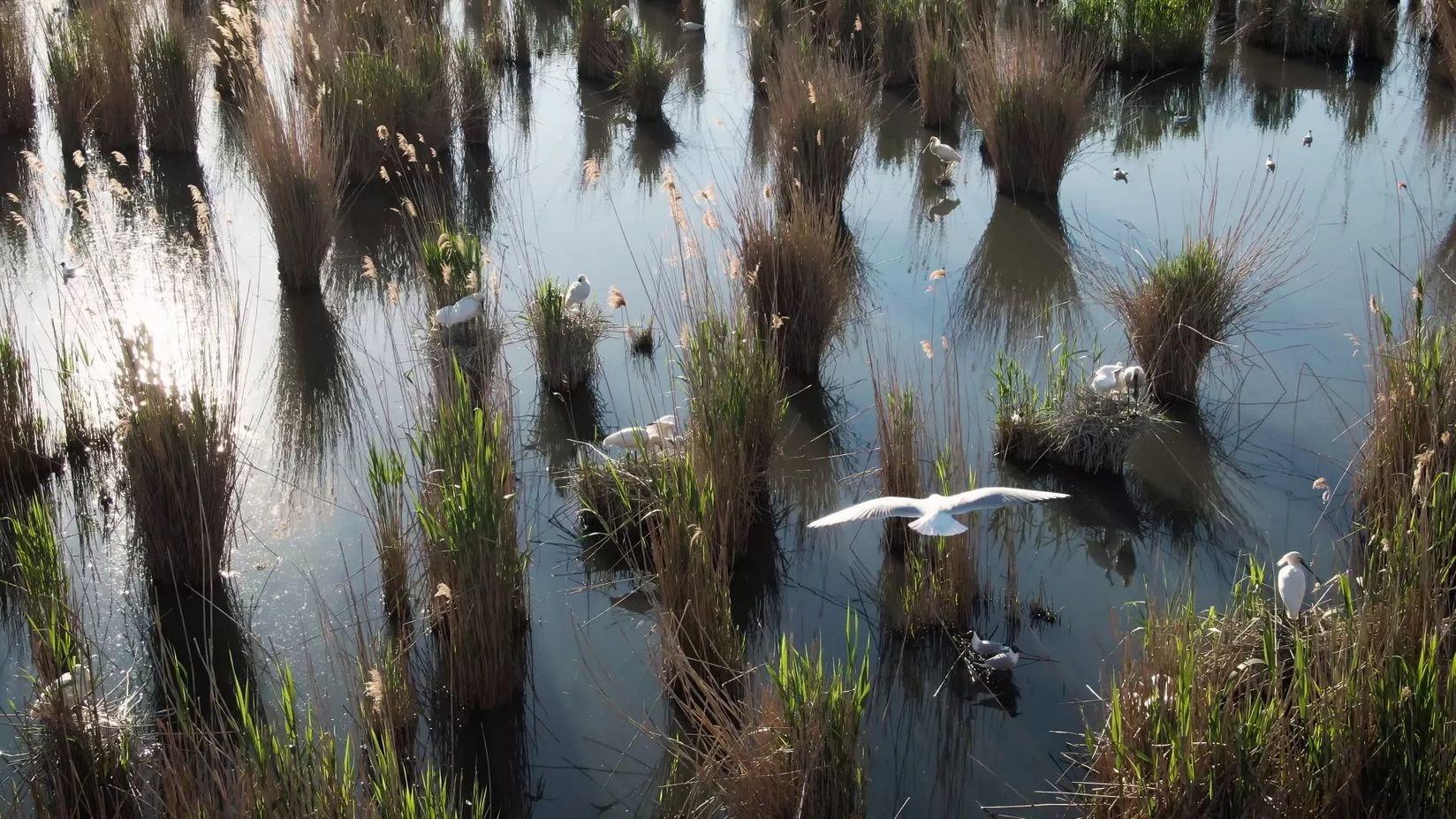 Land of Waters: Created by Man, Overtaken by Nature 2022 movie scene
