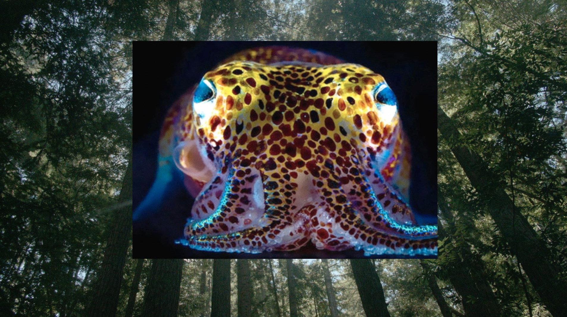Donna Haraway: Story Telling for Earthly Survival 2016 movie scene