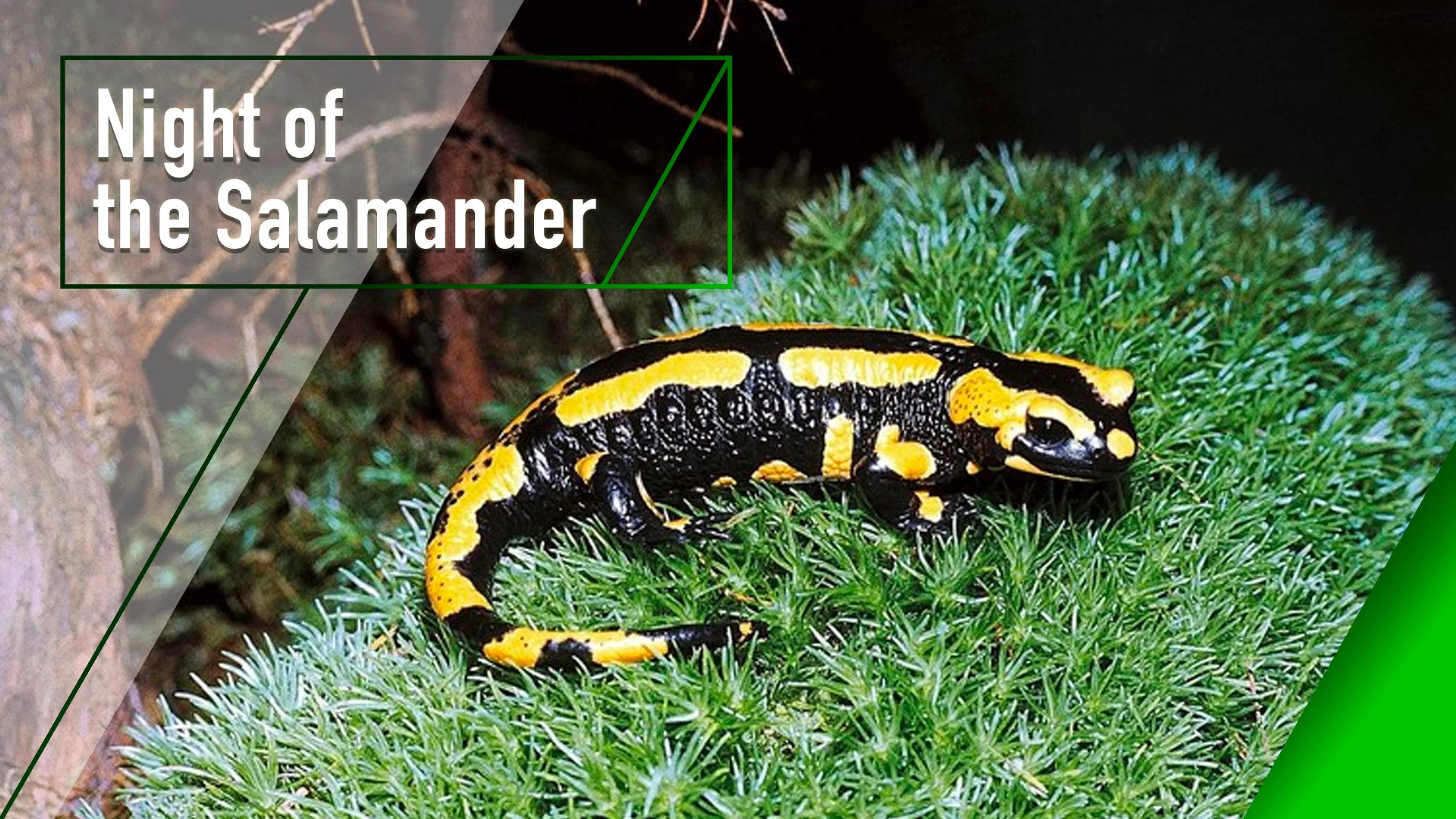 Night of the Salamander movie scene