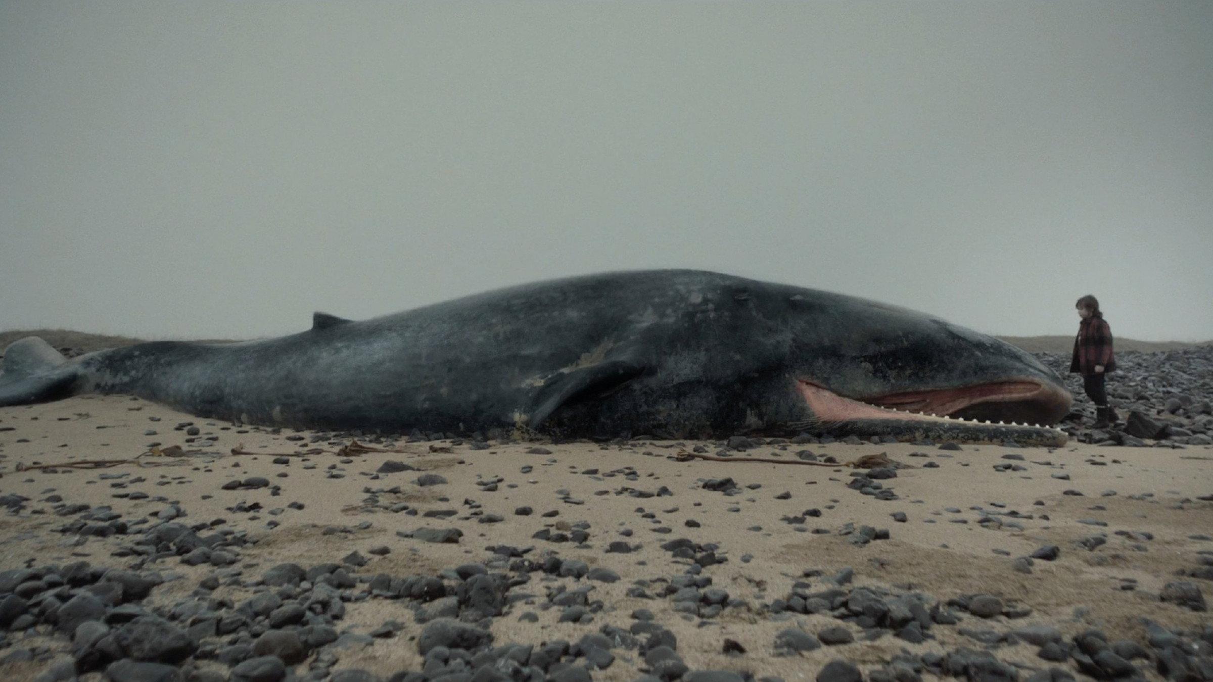 Whale Valley 2013 movie scene