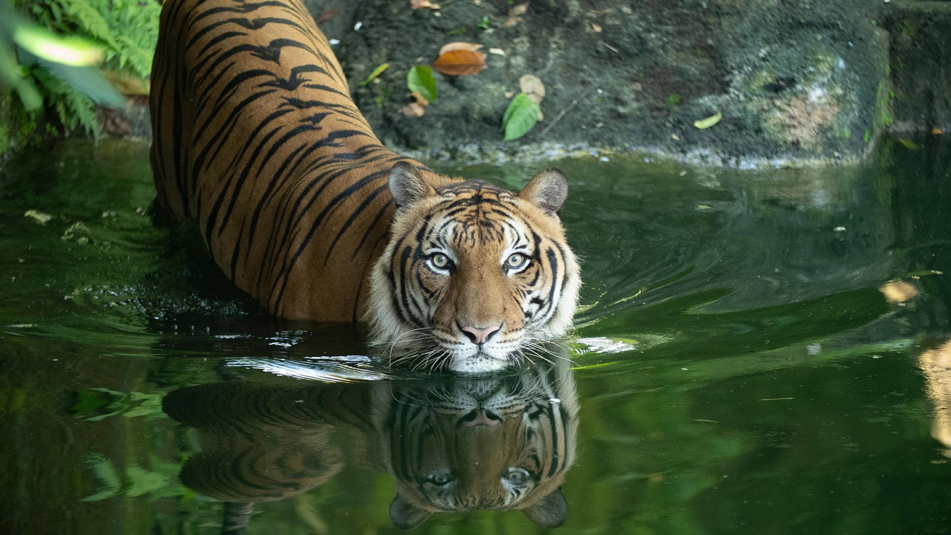 Malaysia's Last Tigers  movie scene