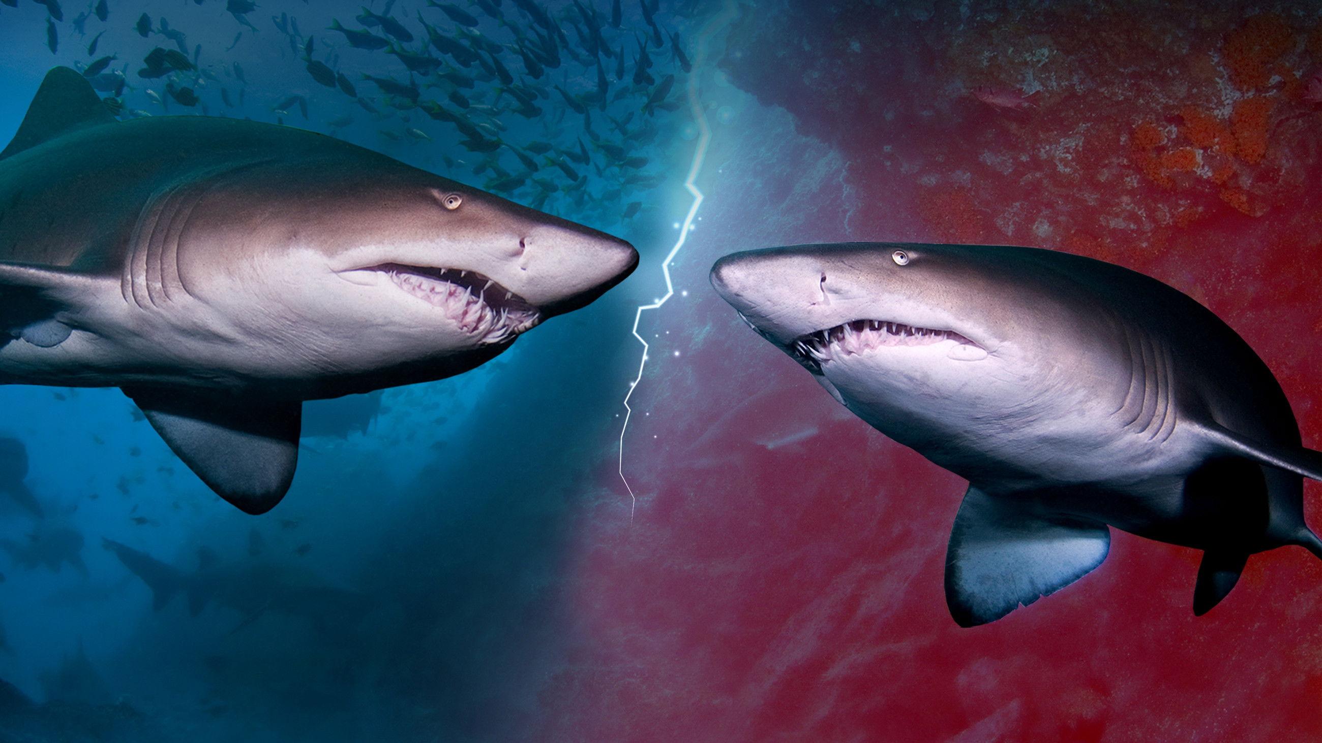 Cannibal Sharks 2019 movie scene