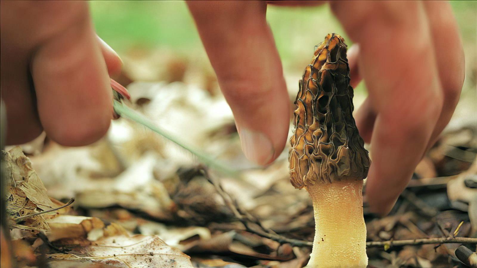 Now, Forager 2012 movie scene