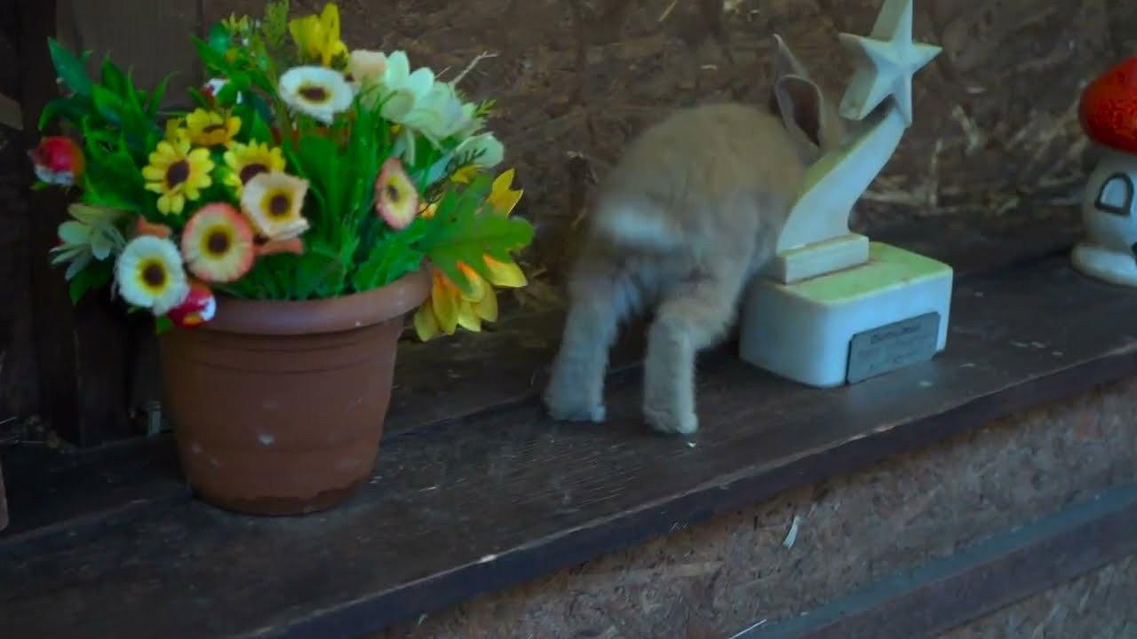 Bunny Decides to Go 2023 movie scene