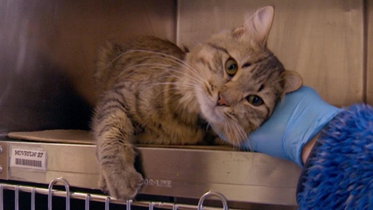 The Cat Rescuers 2018 movie scene