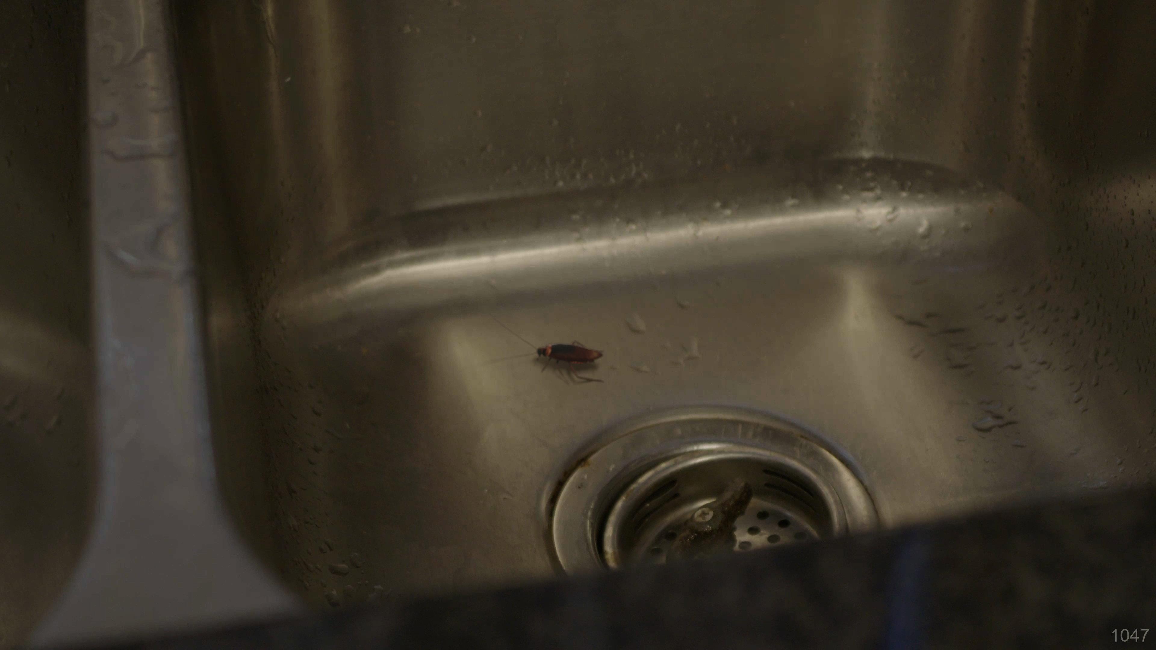 ROACH! 2026 movie scene